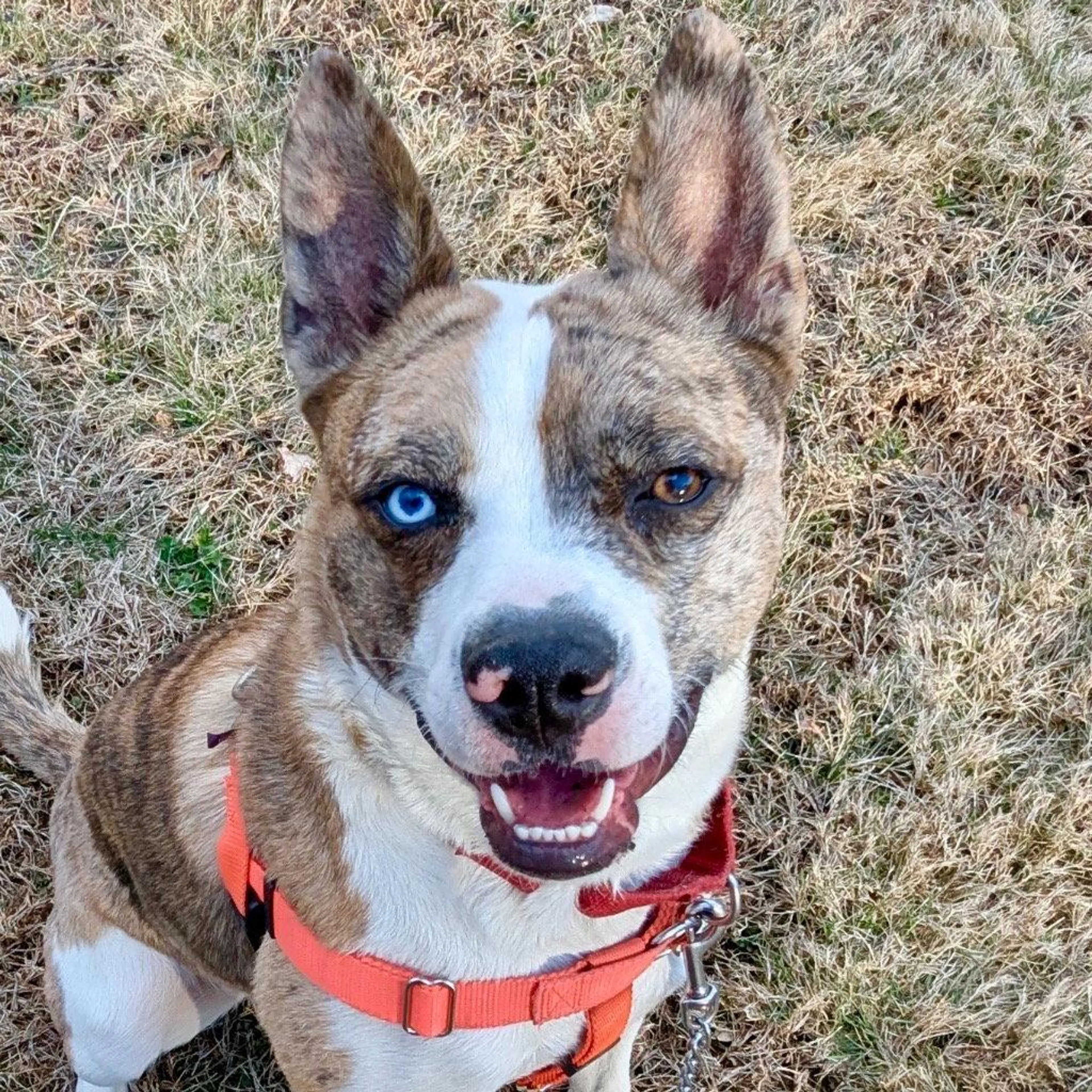 Found pet-1