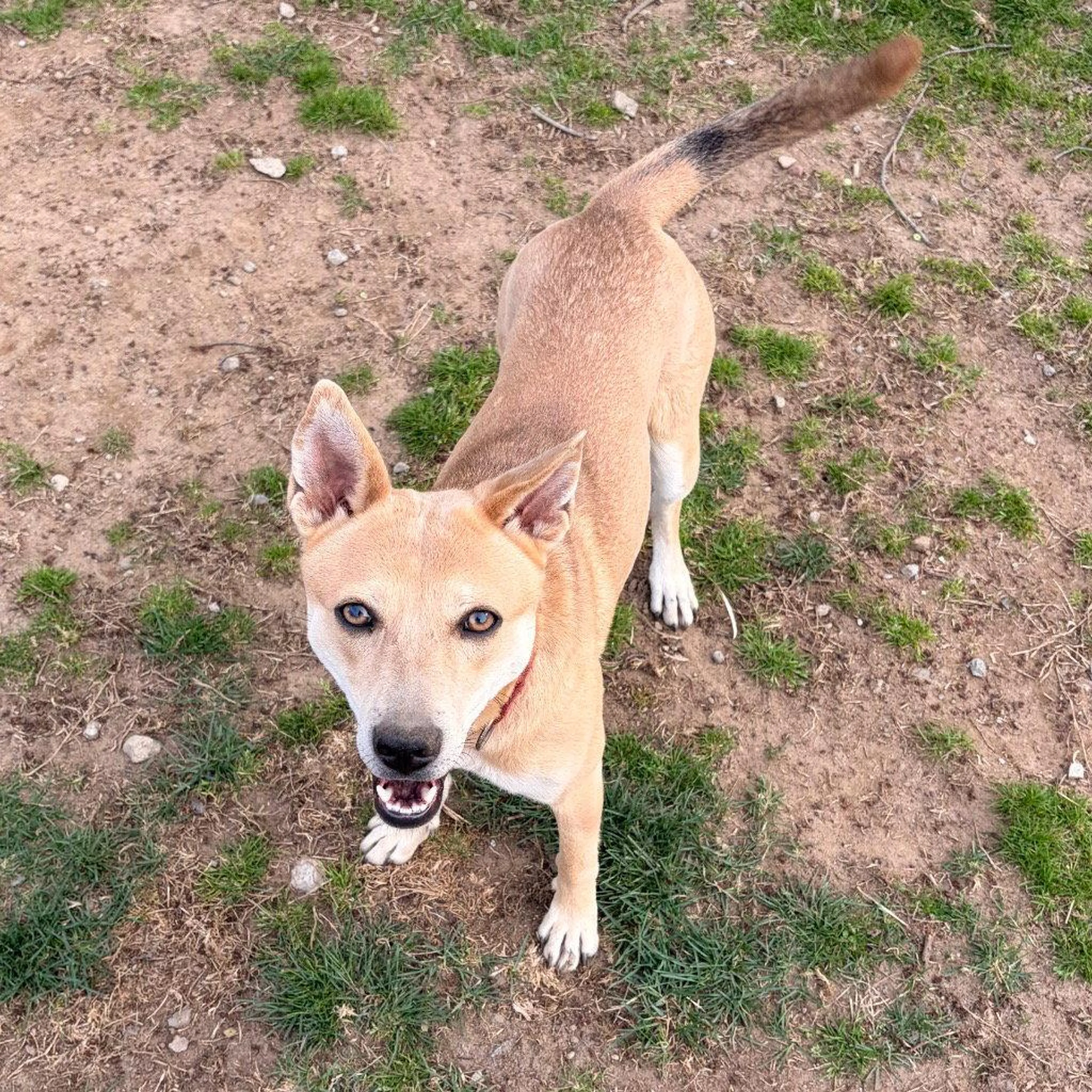 Found pet-1
