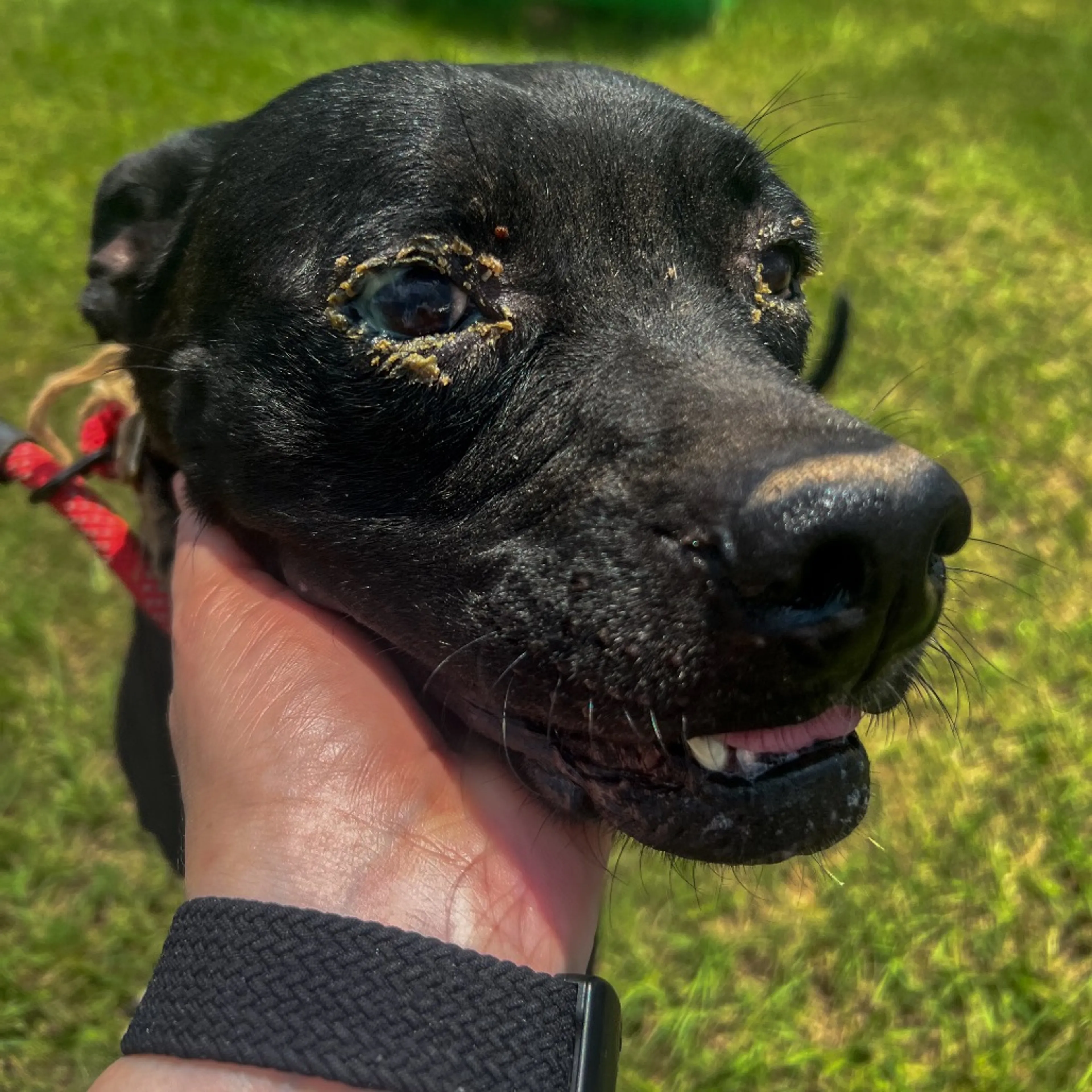 Found pet-0