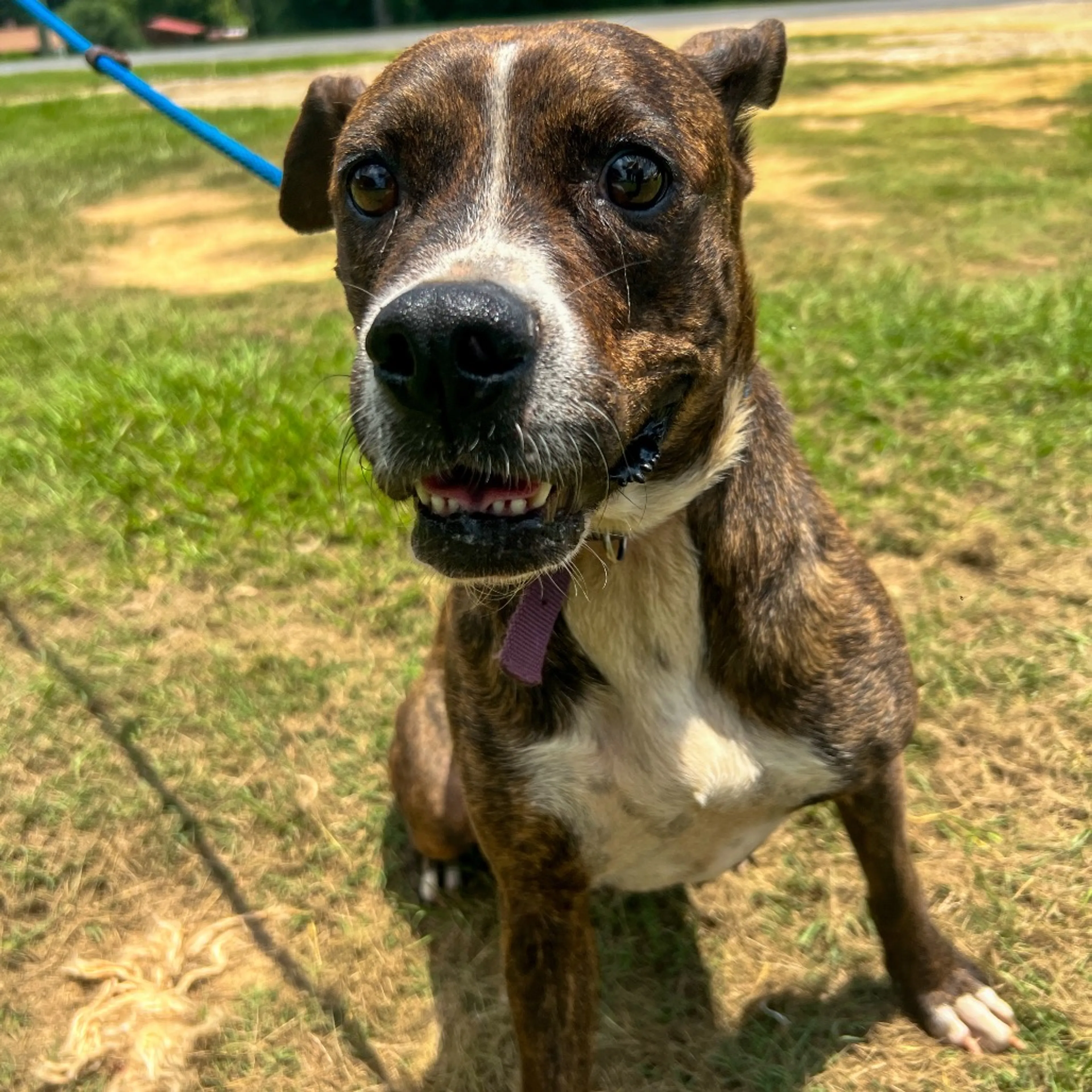 Found pet-1