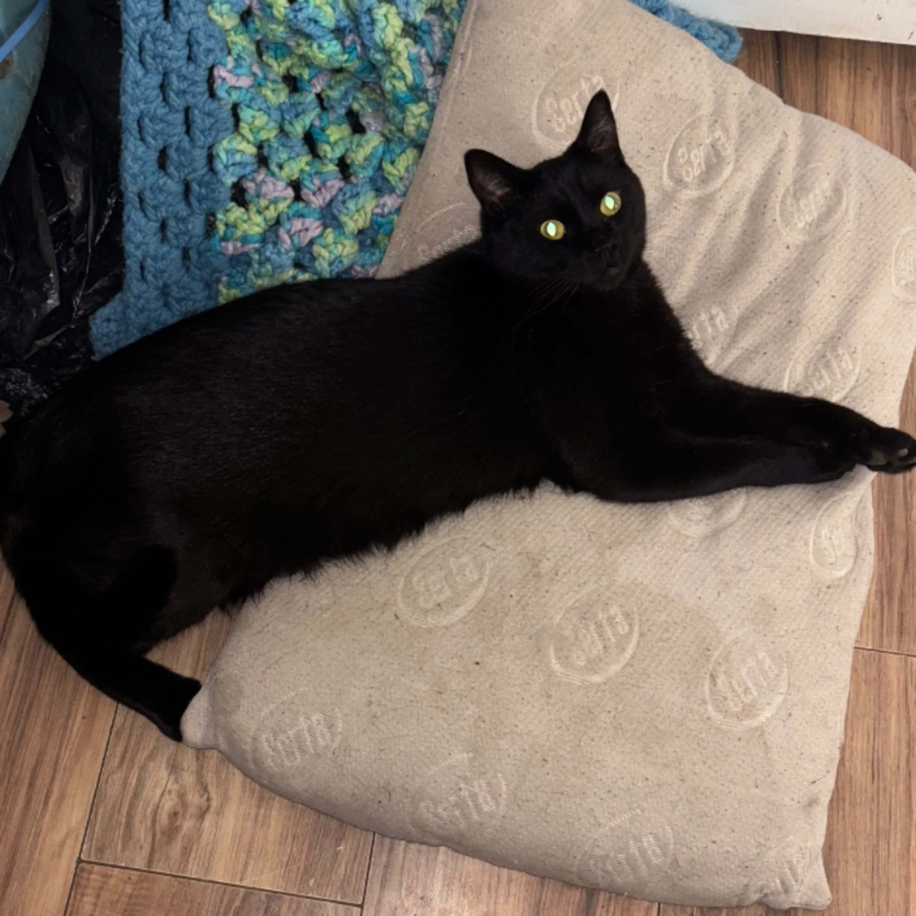 Lost pet