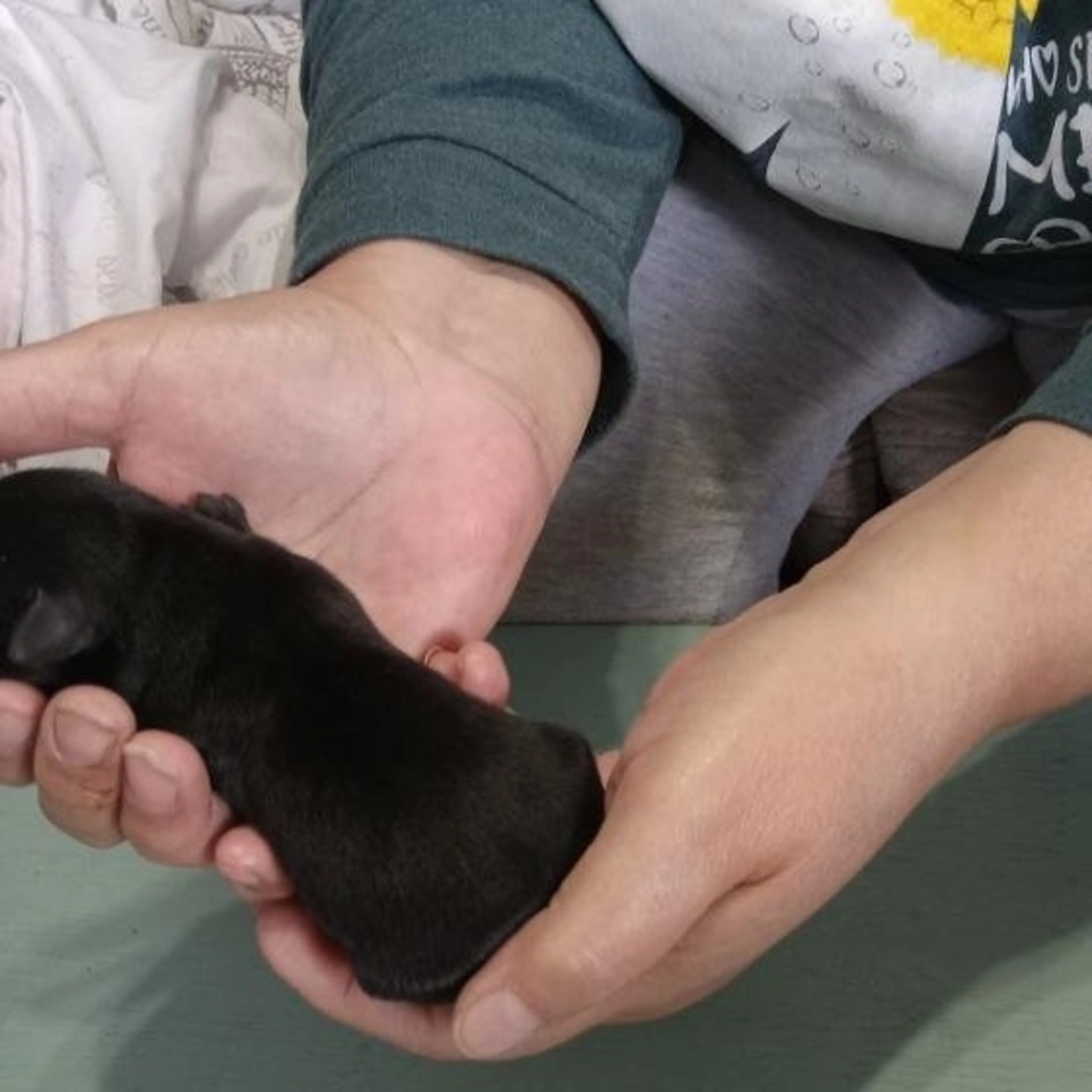 Found pet-1