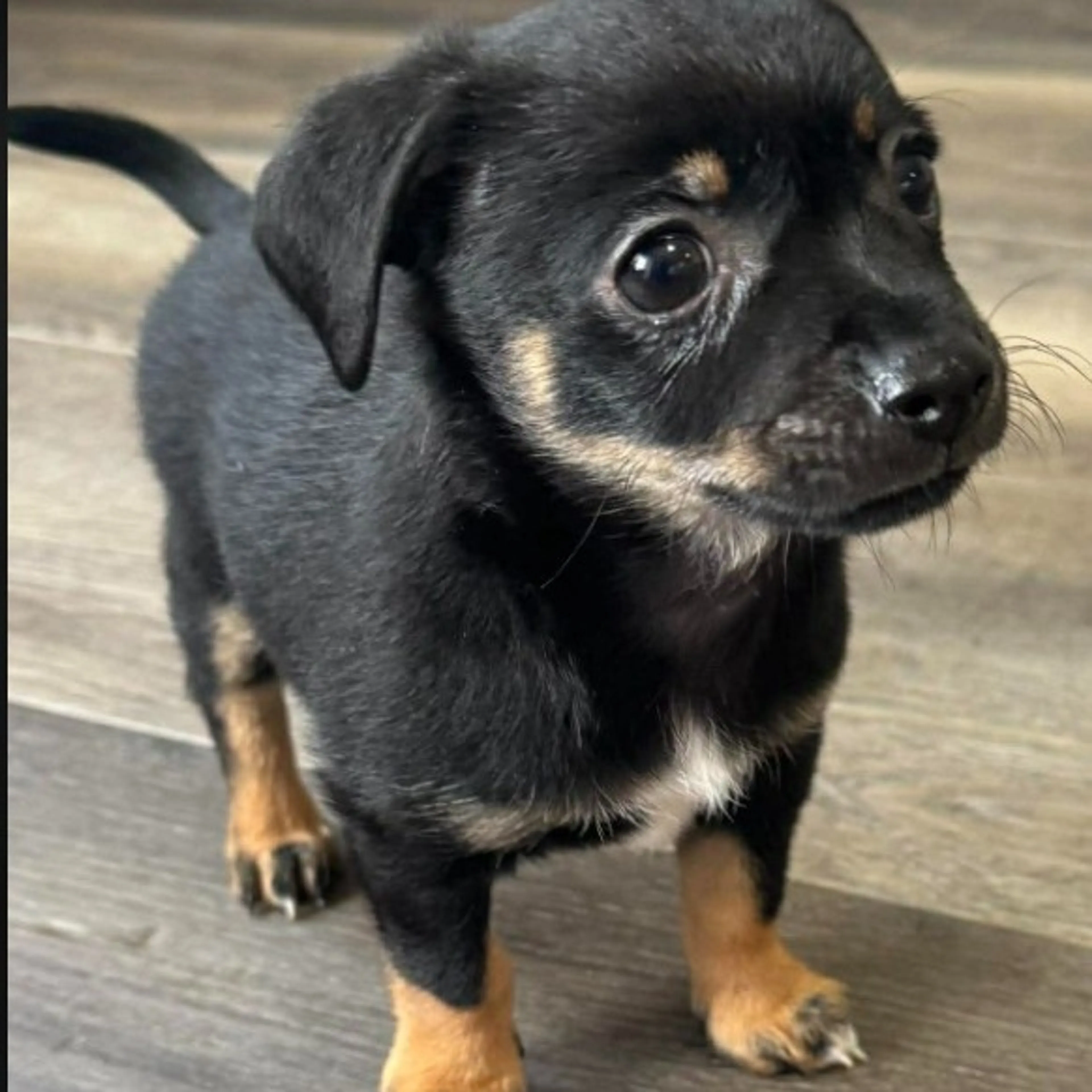 Found pet-0