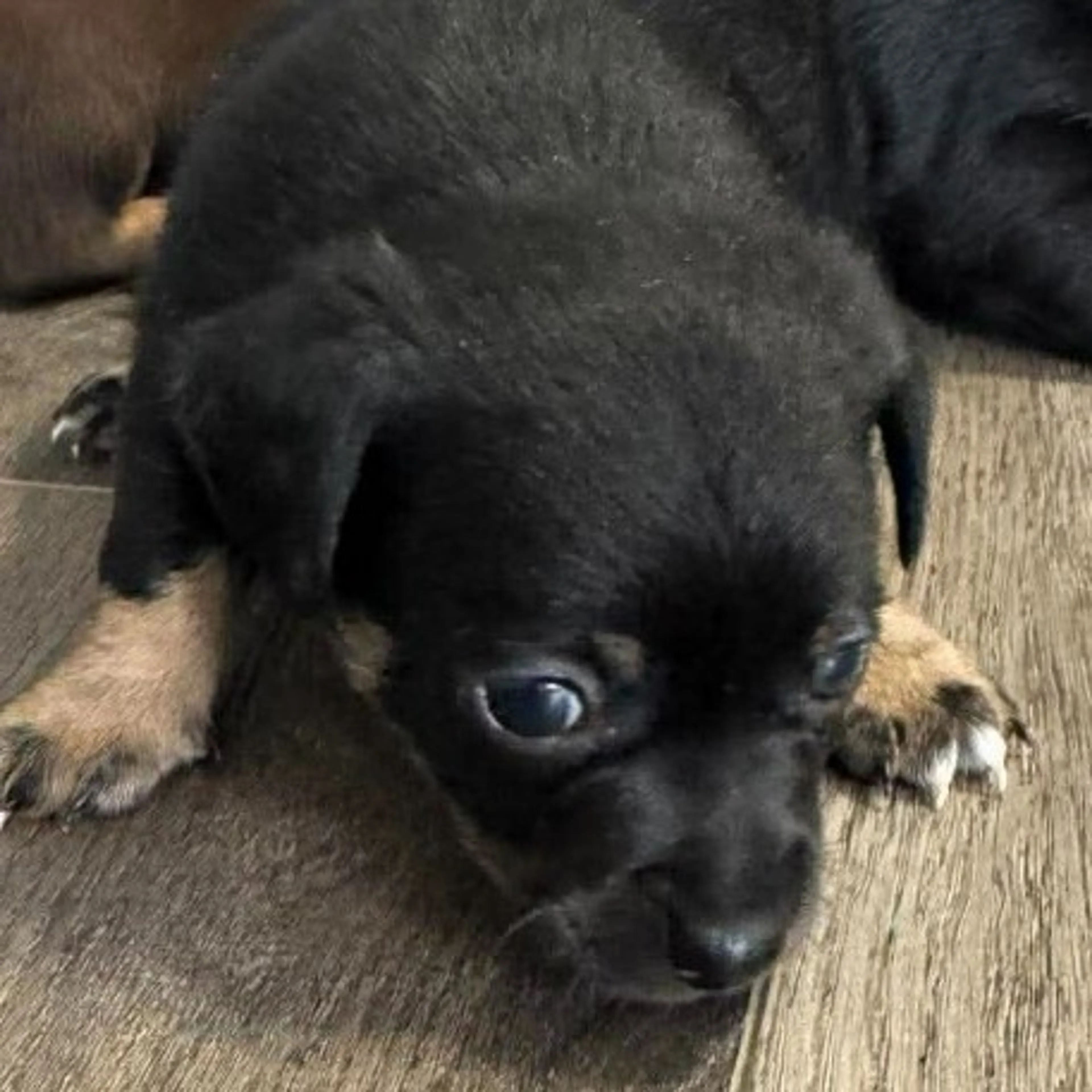 Found pet-2
