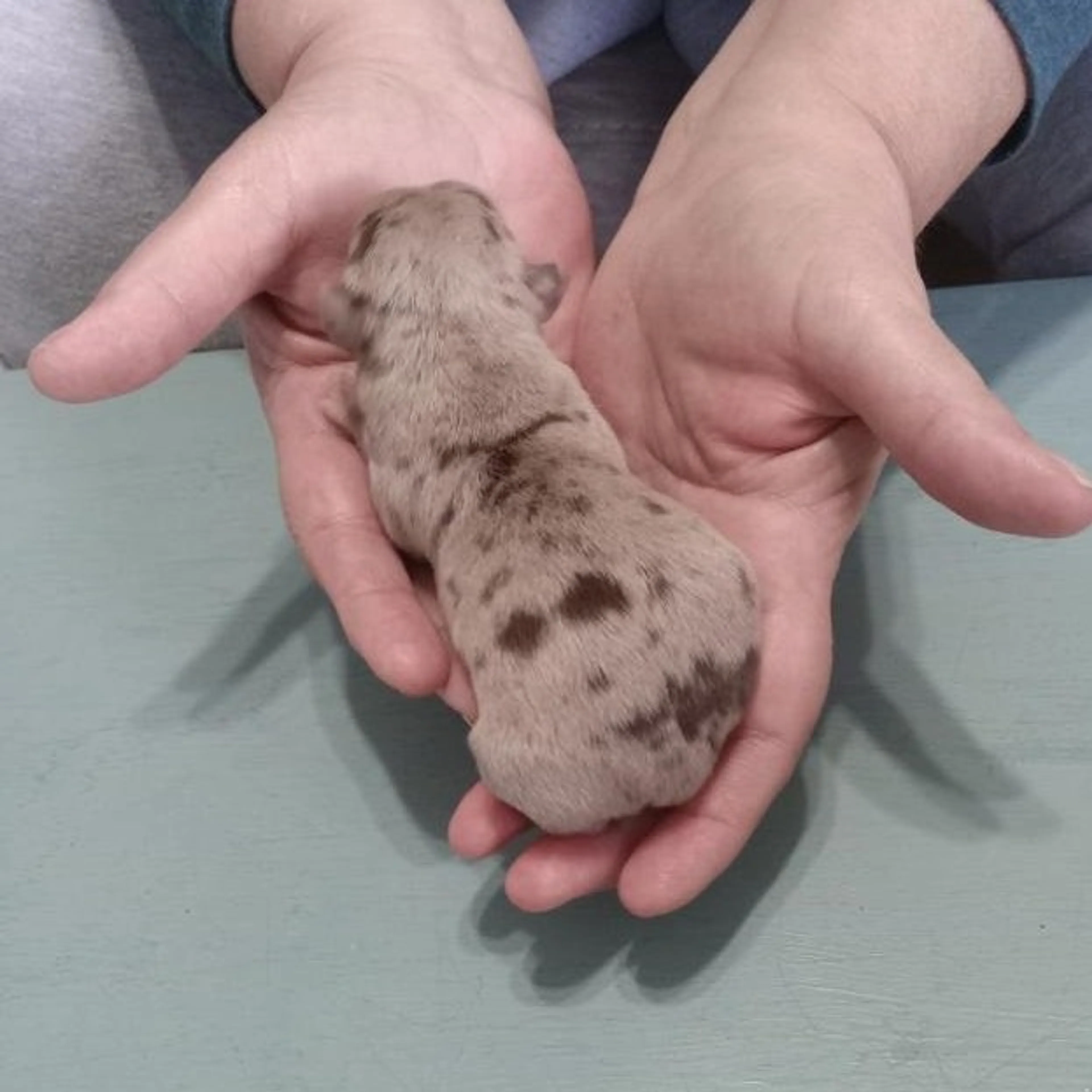 Found pet-1