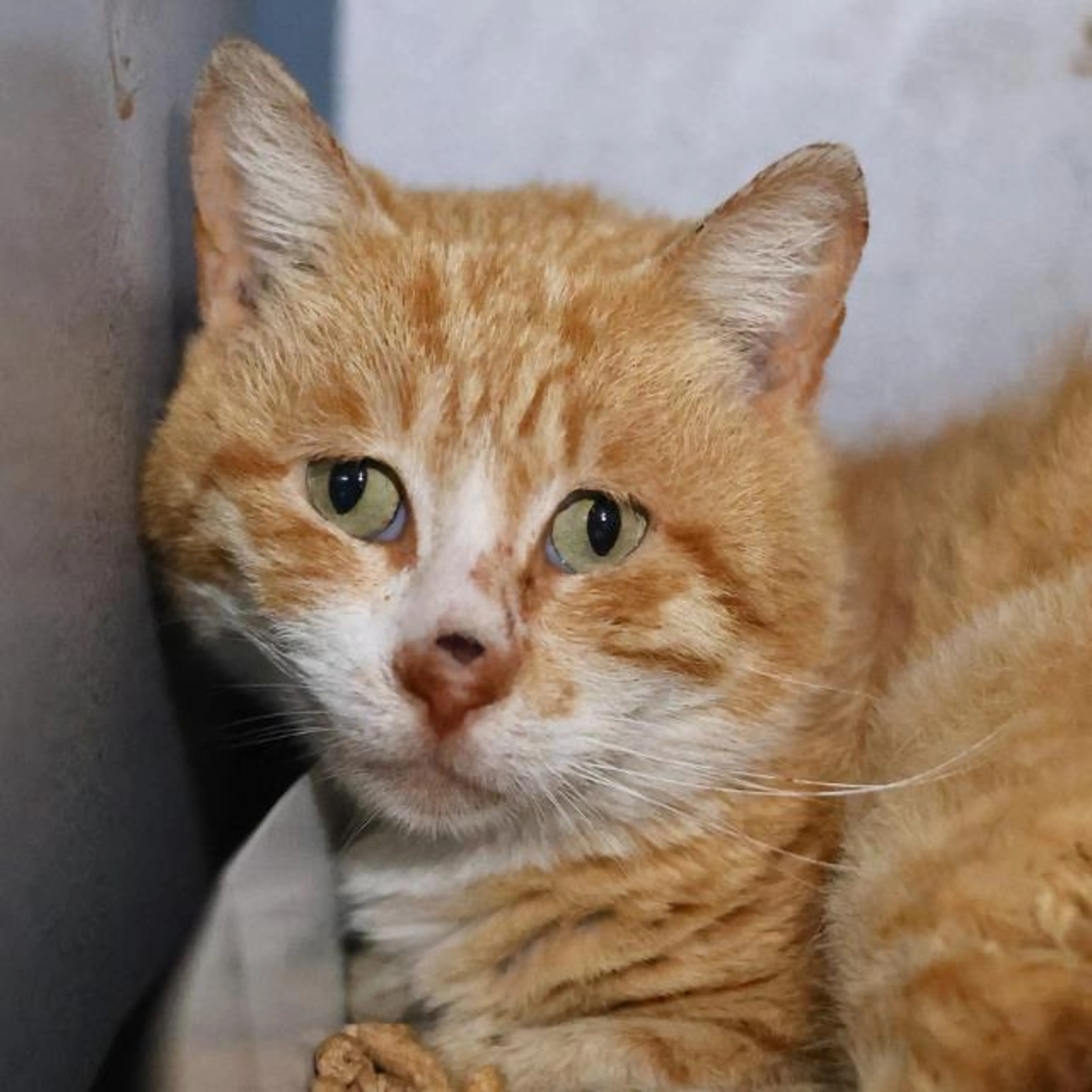 Found pet
