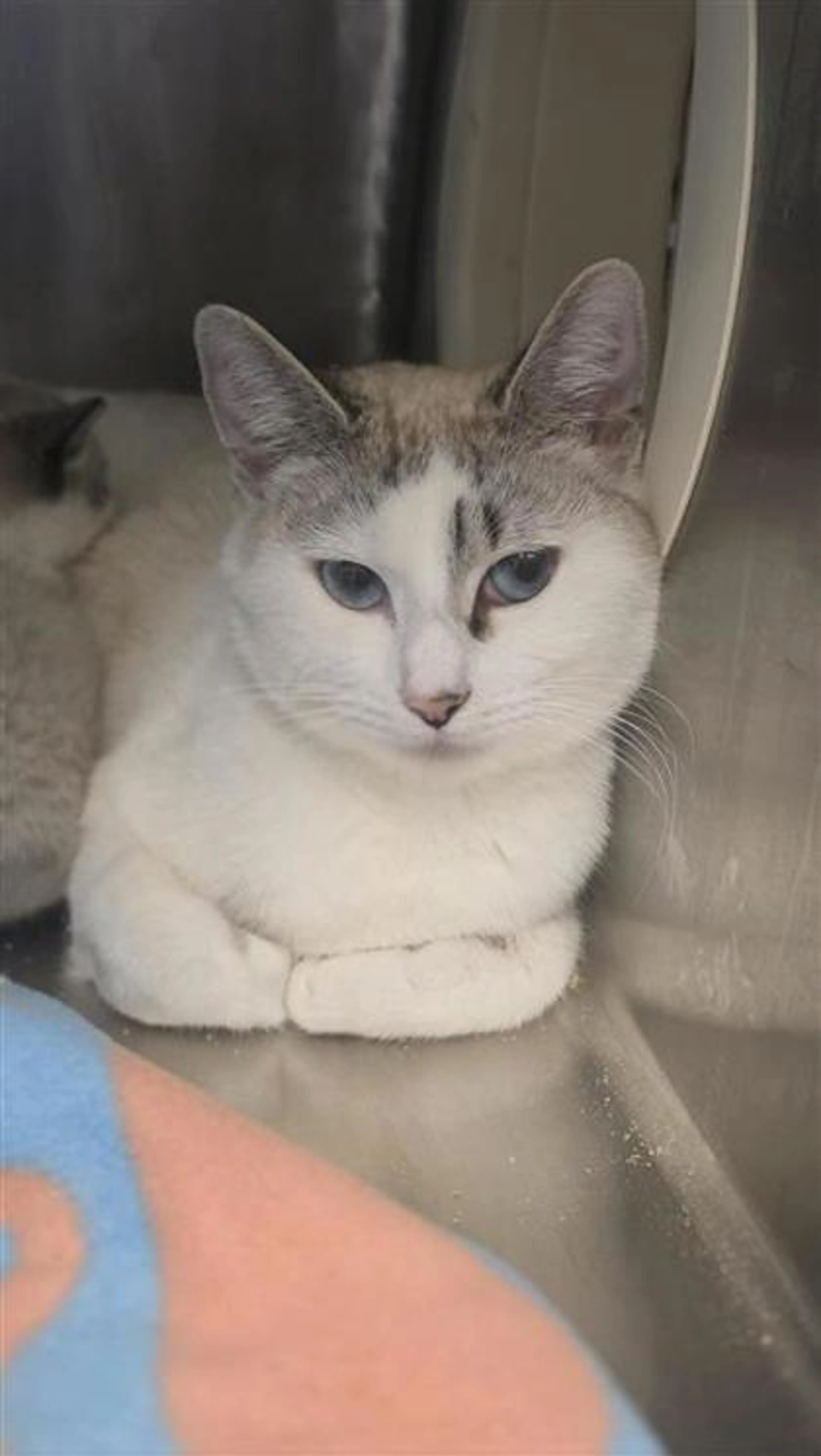 Found pet-1