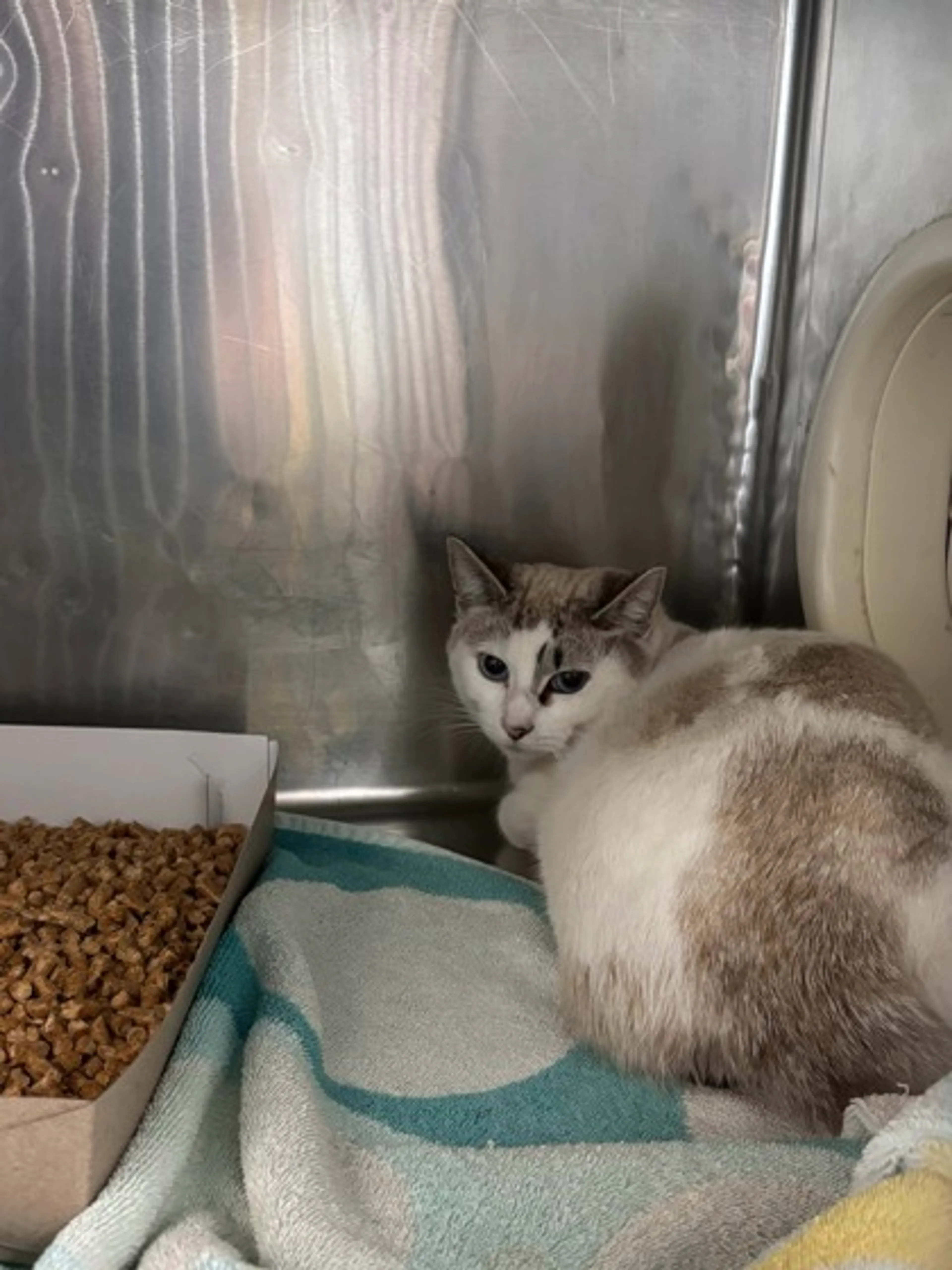 Found pet-2