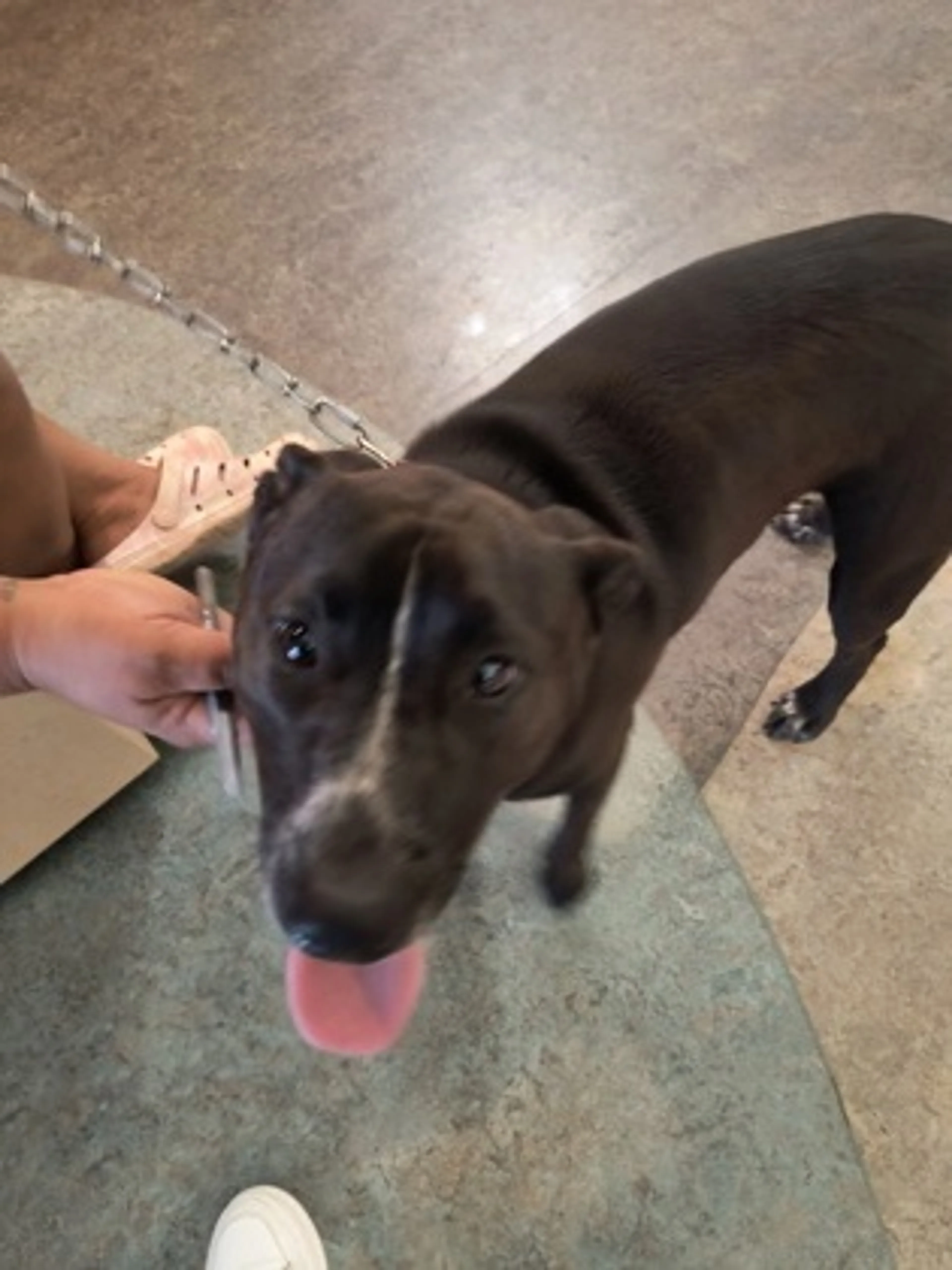Found pet