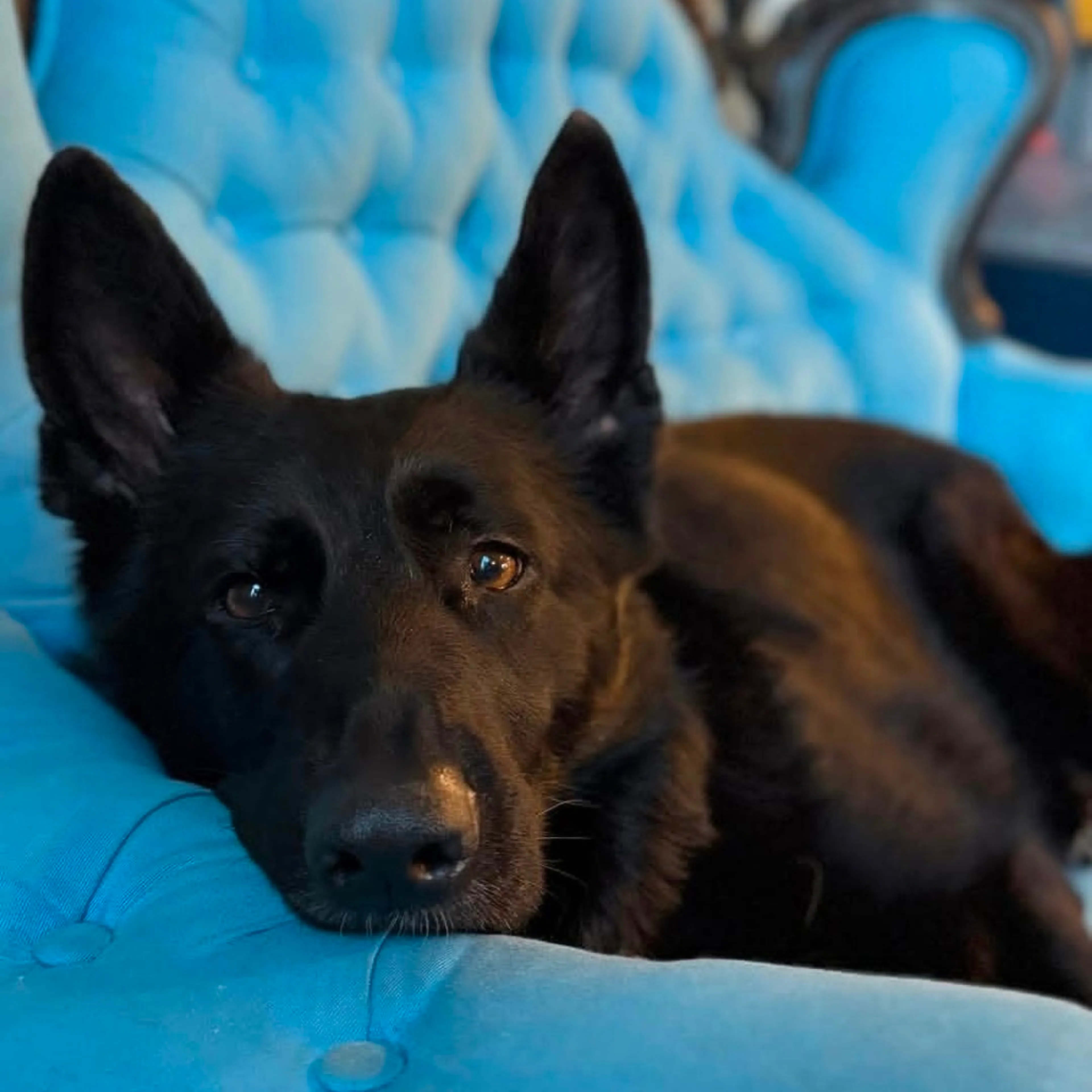 Found pet-8