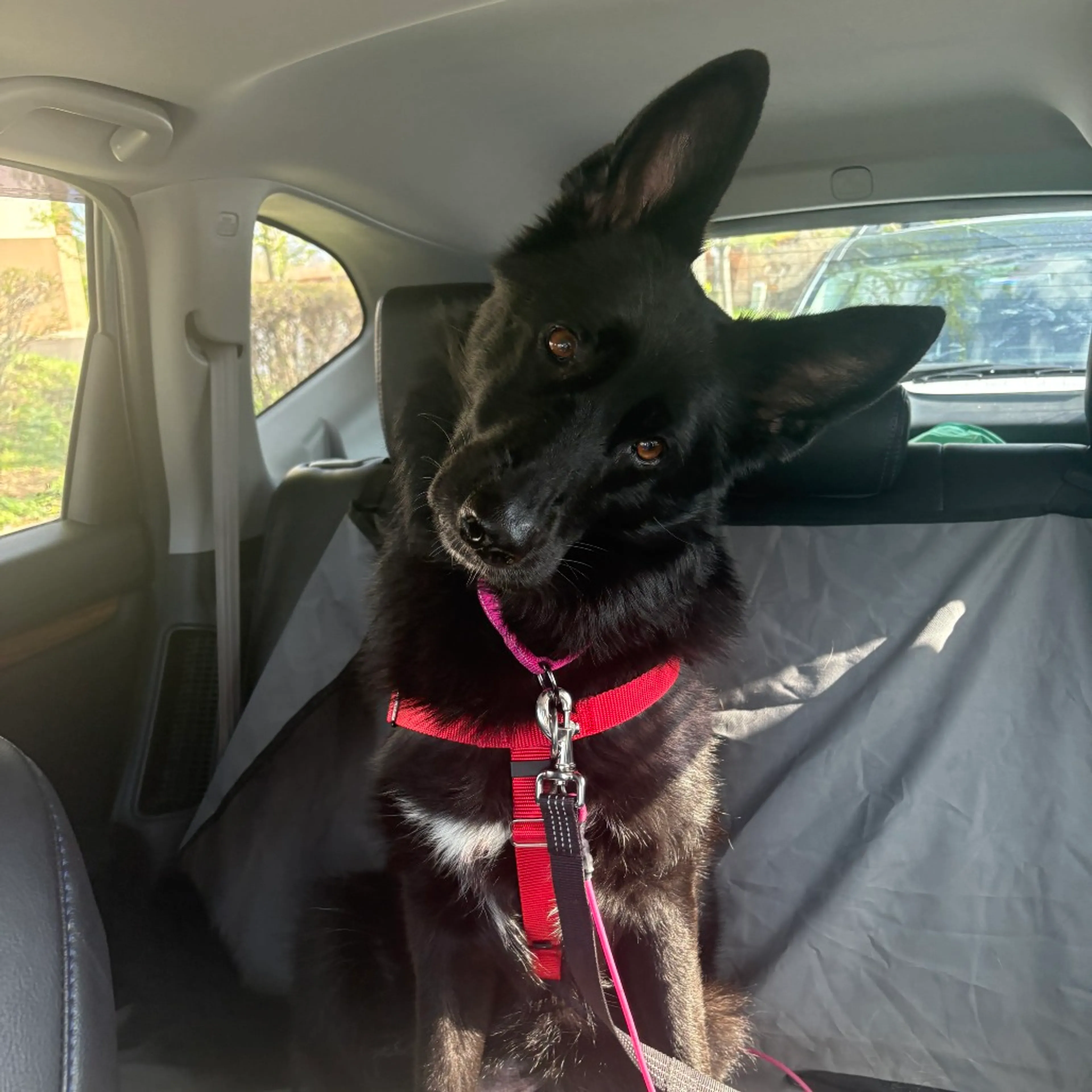 Found pet-5