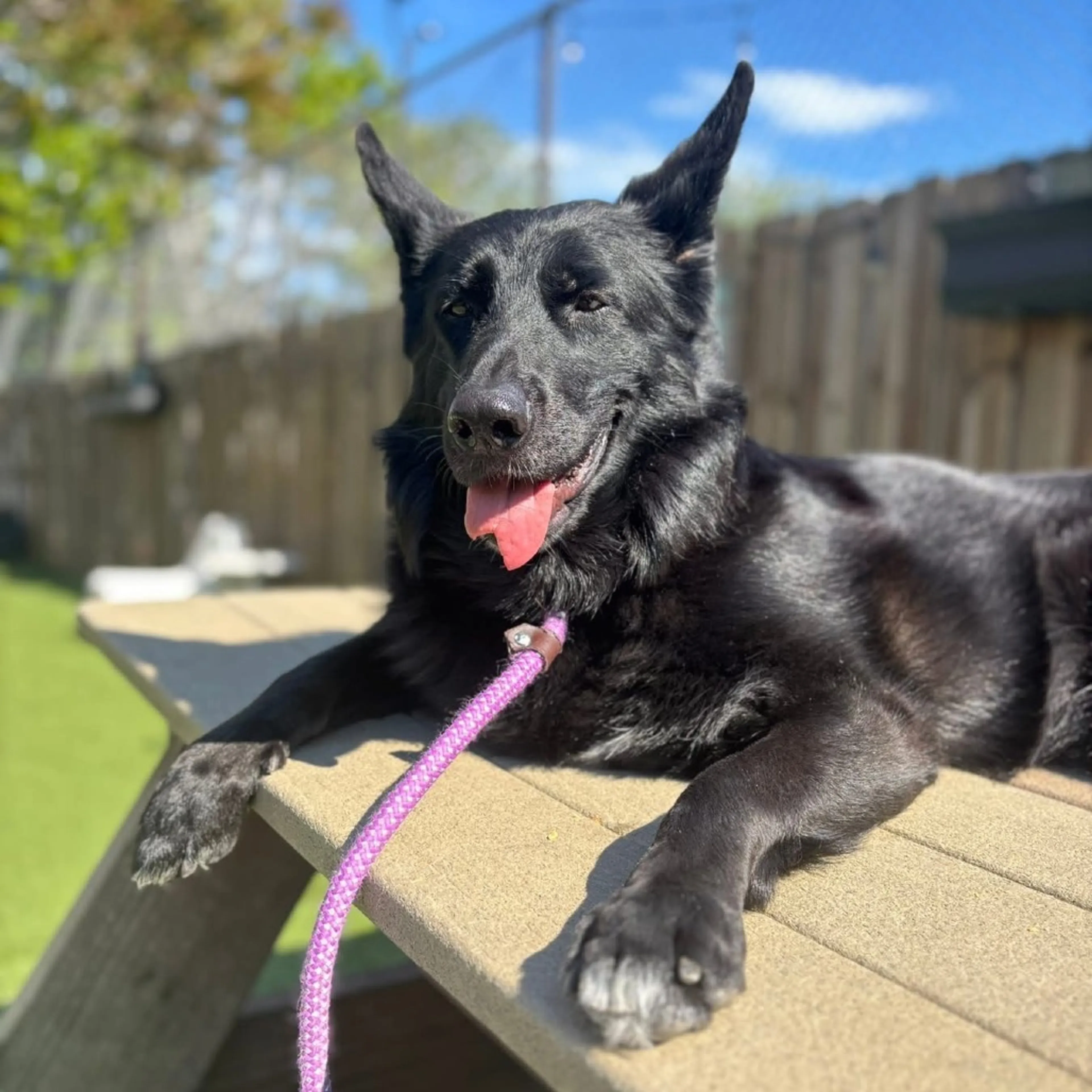 Found pet-13