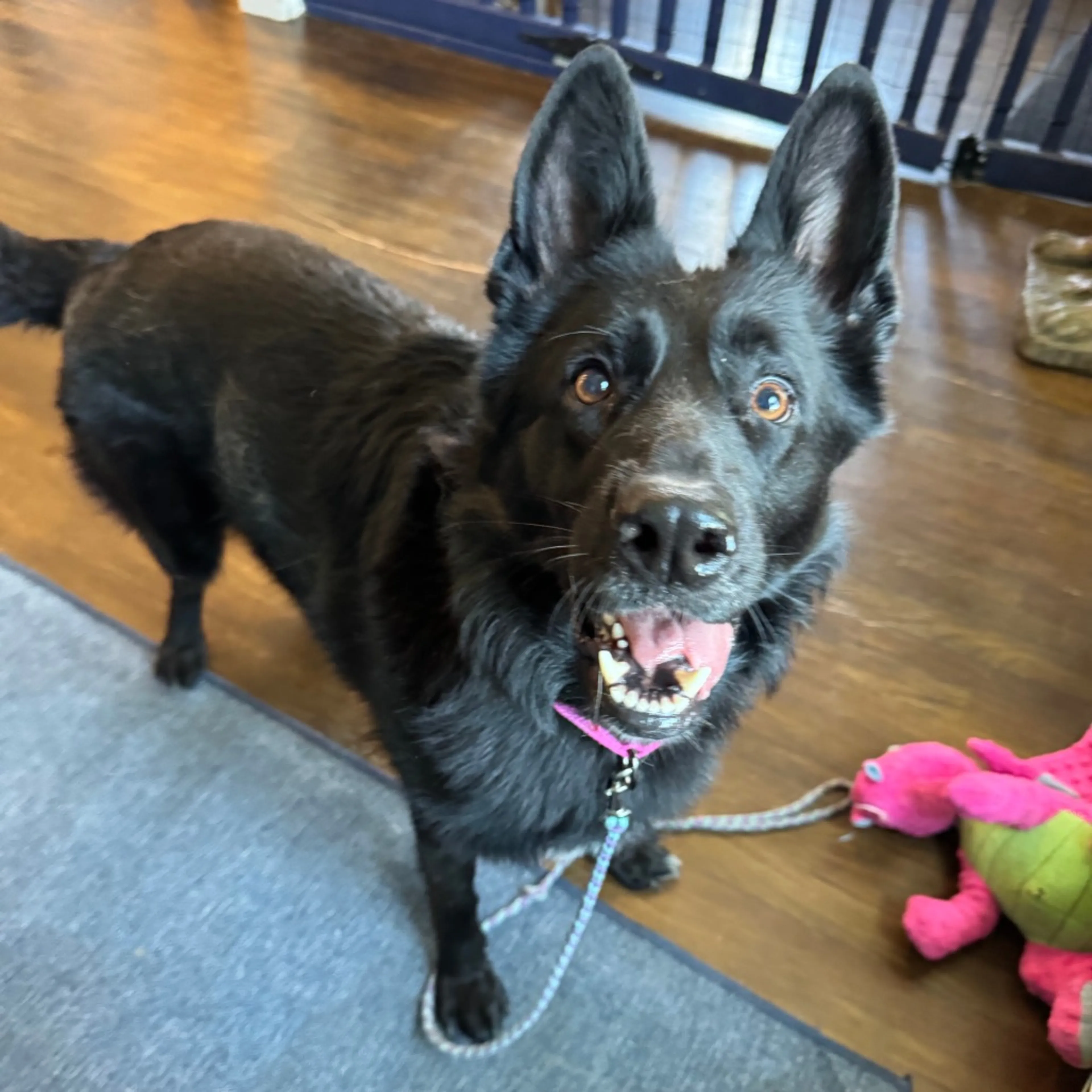 Found pet-12