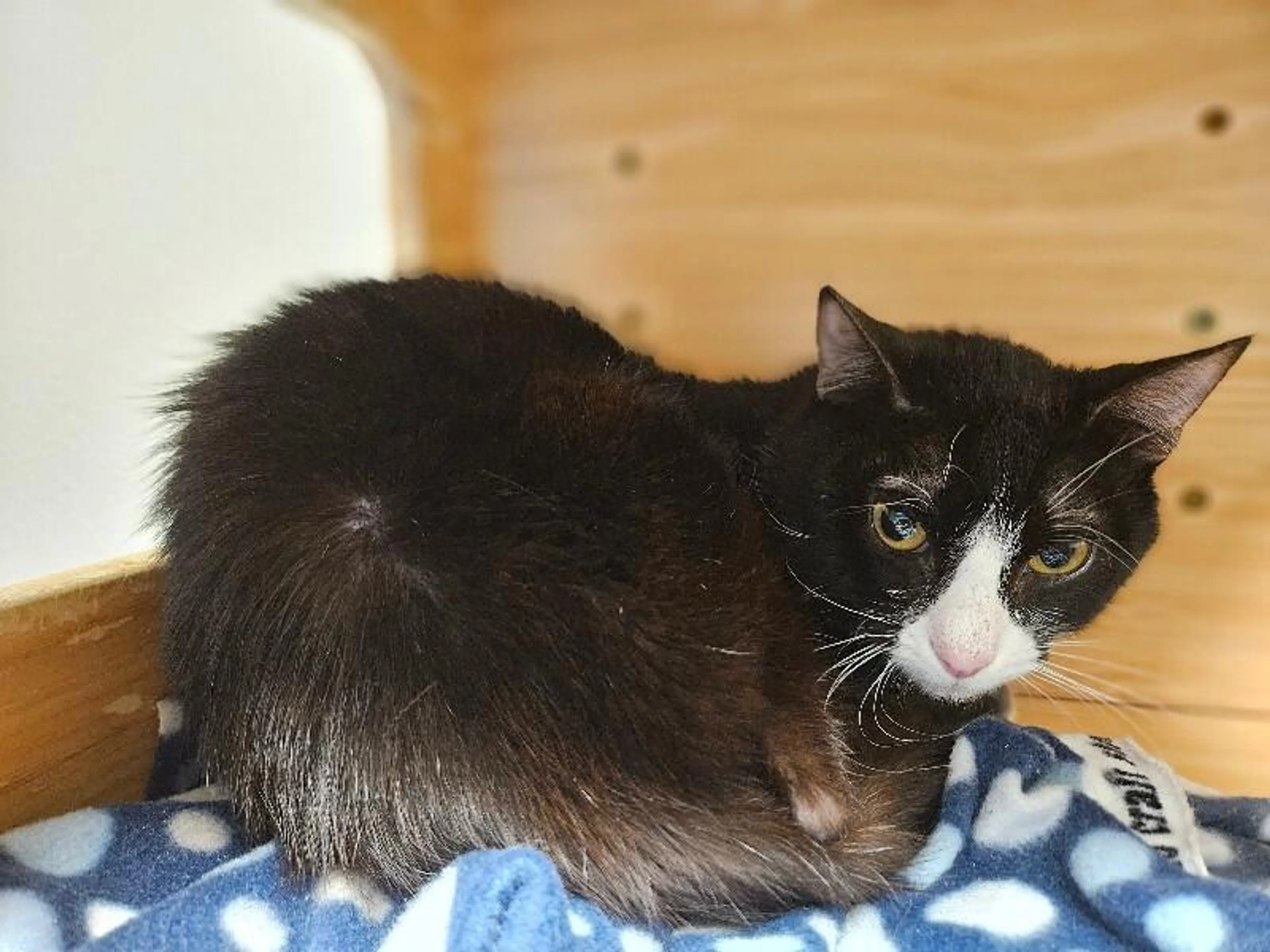 Found pet-1