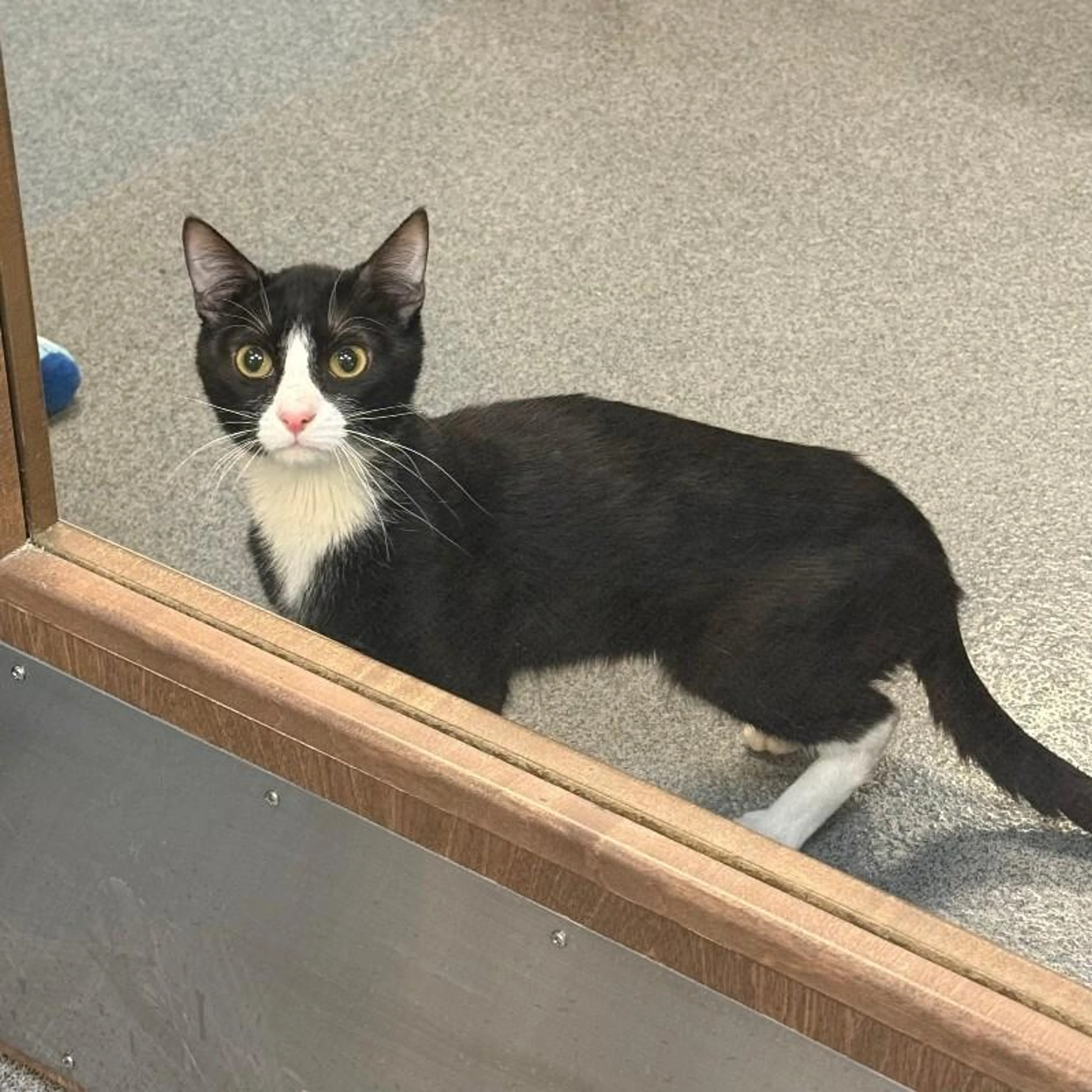 Found pet-4