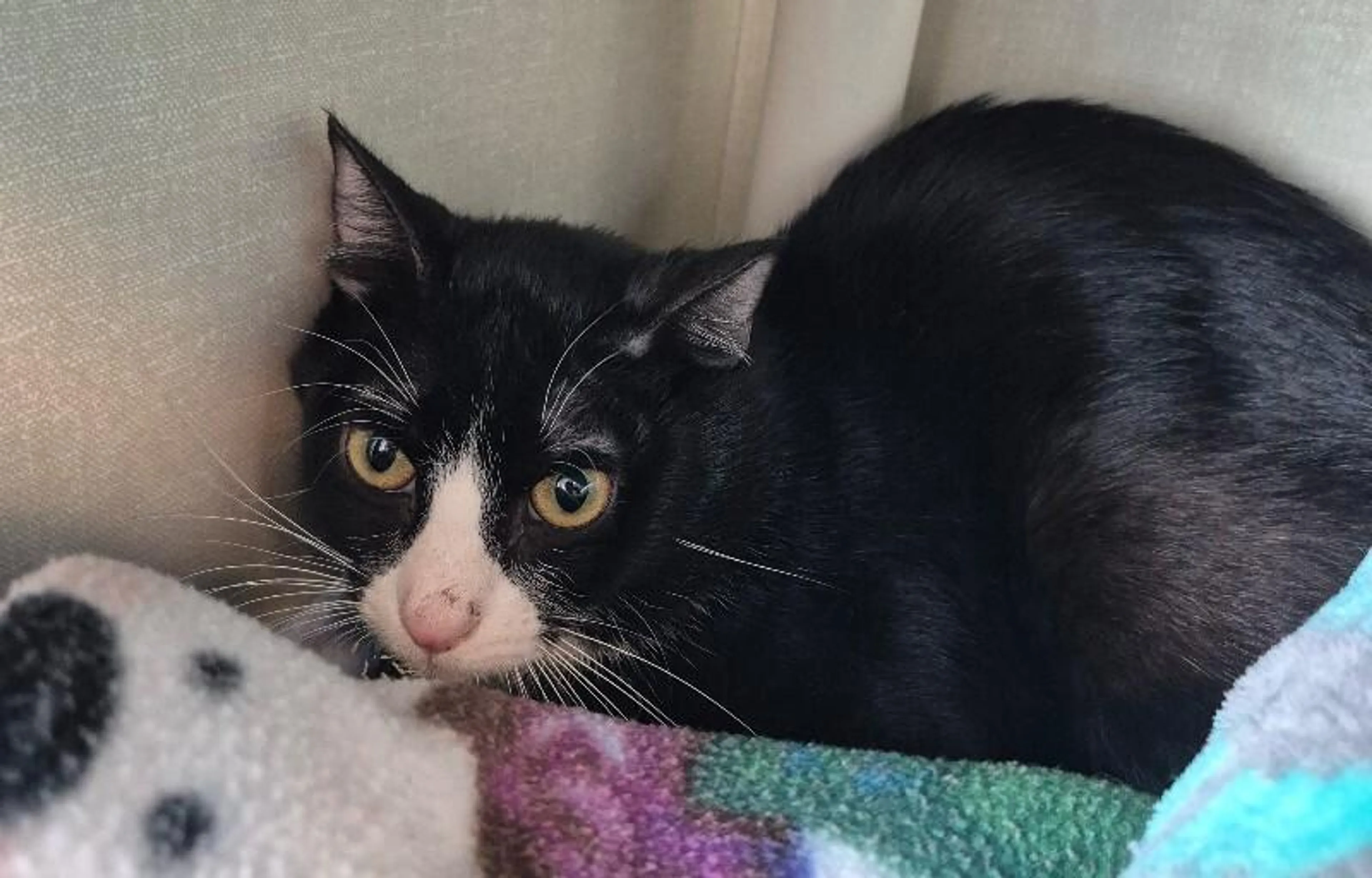 Found pet-5