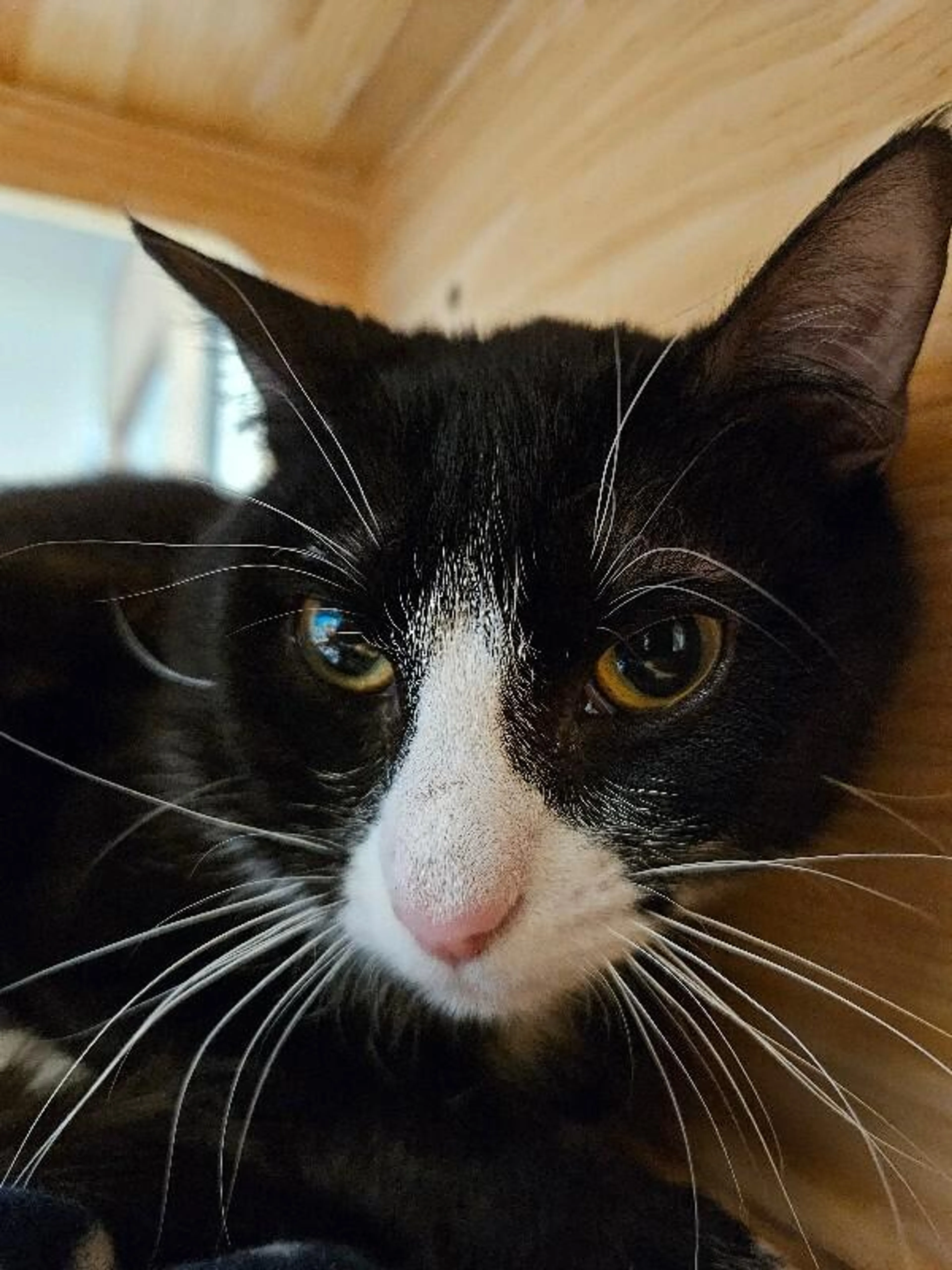 Found pet-2