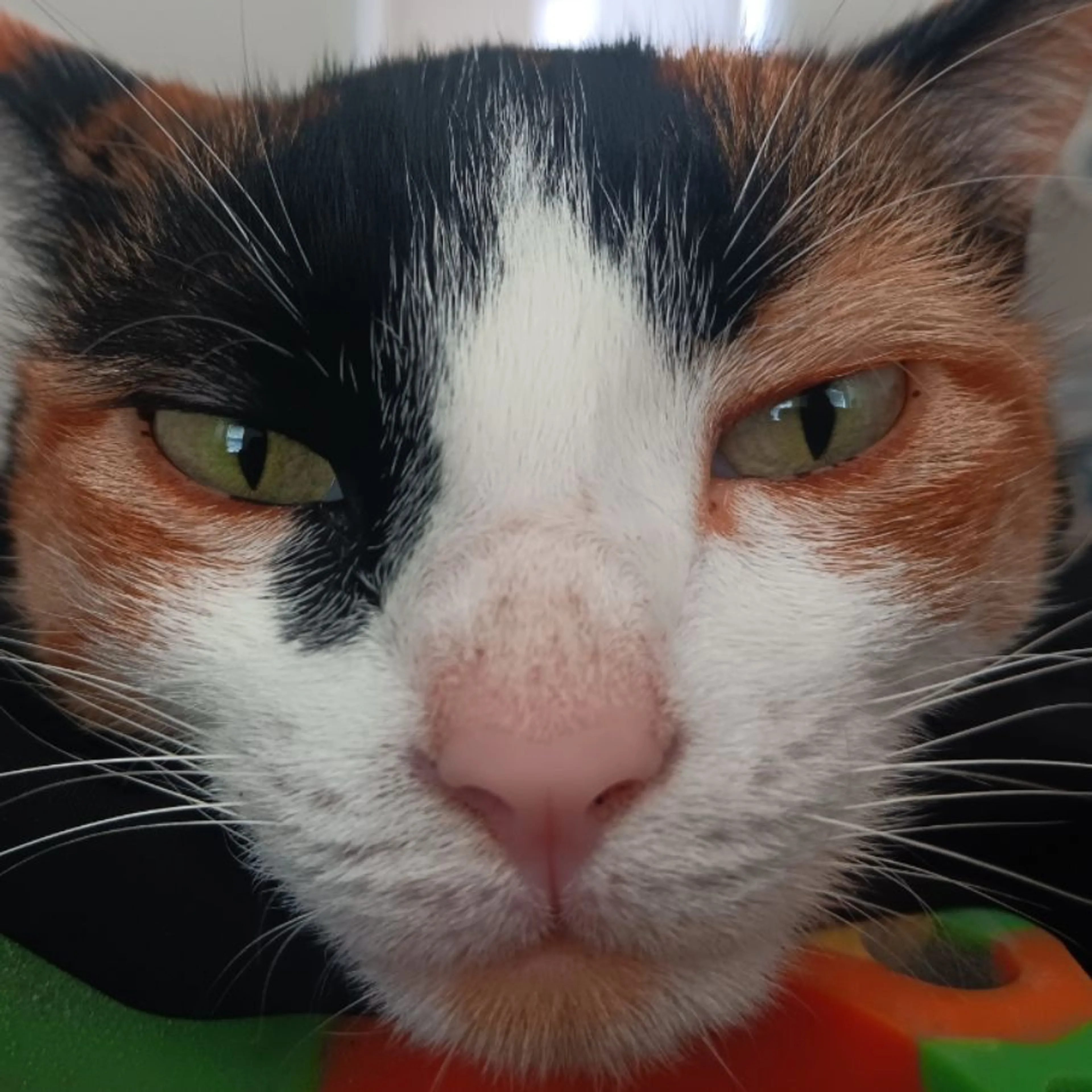 Lost pet
