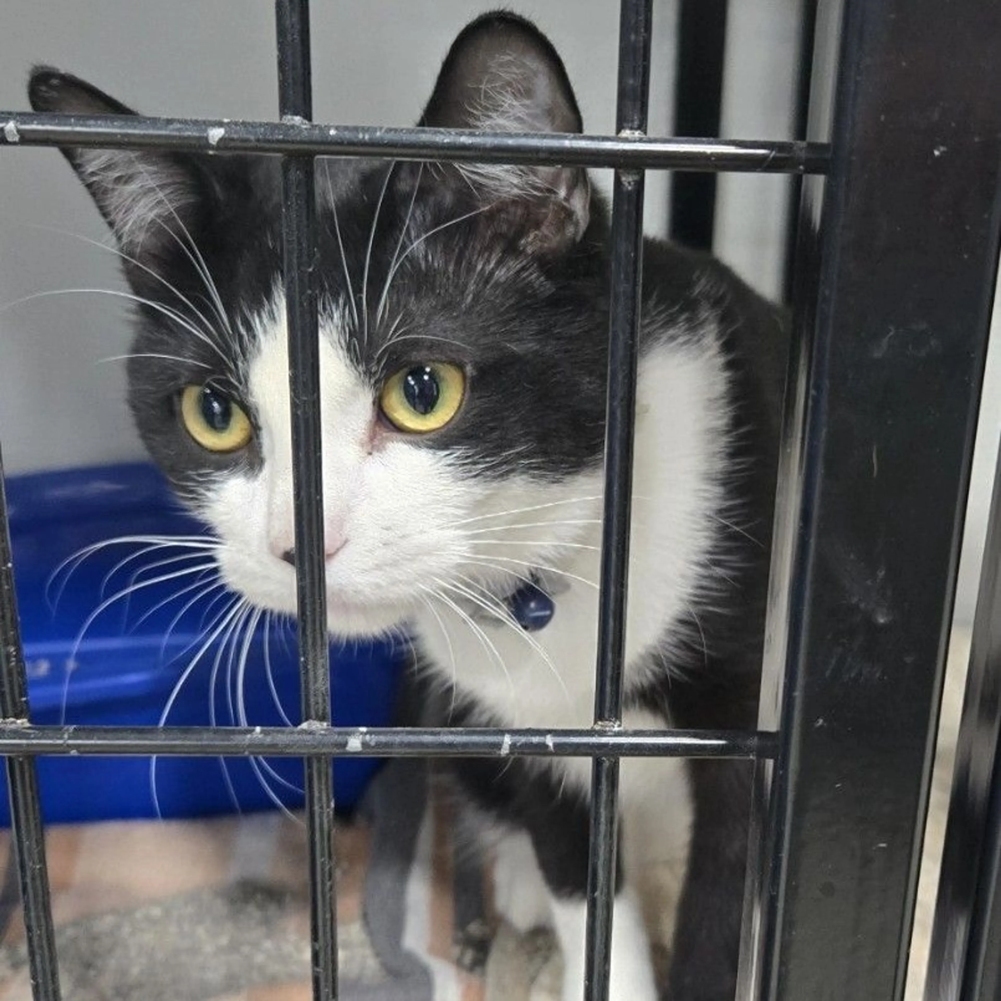 Found pet-1