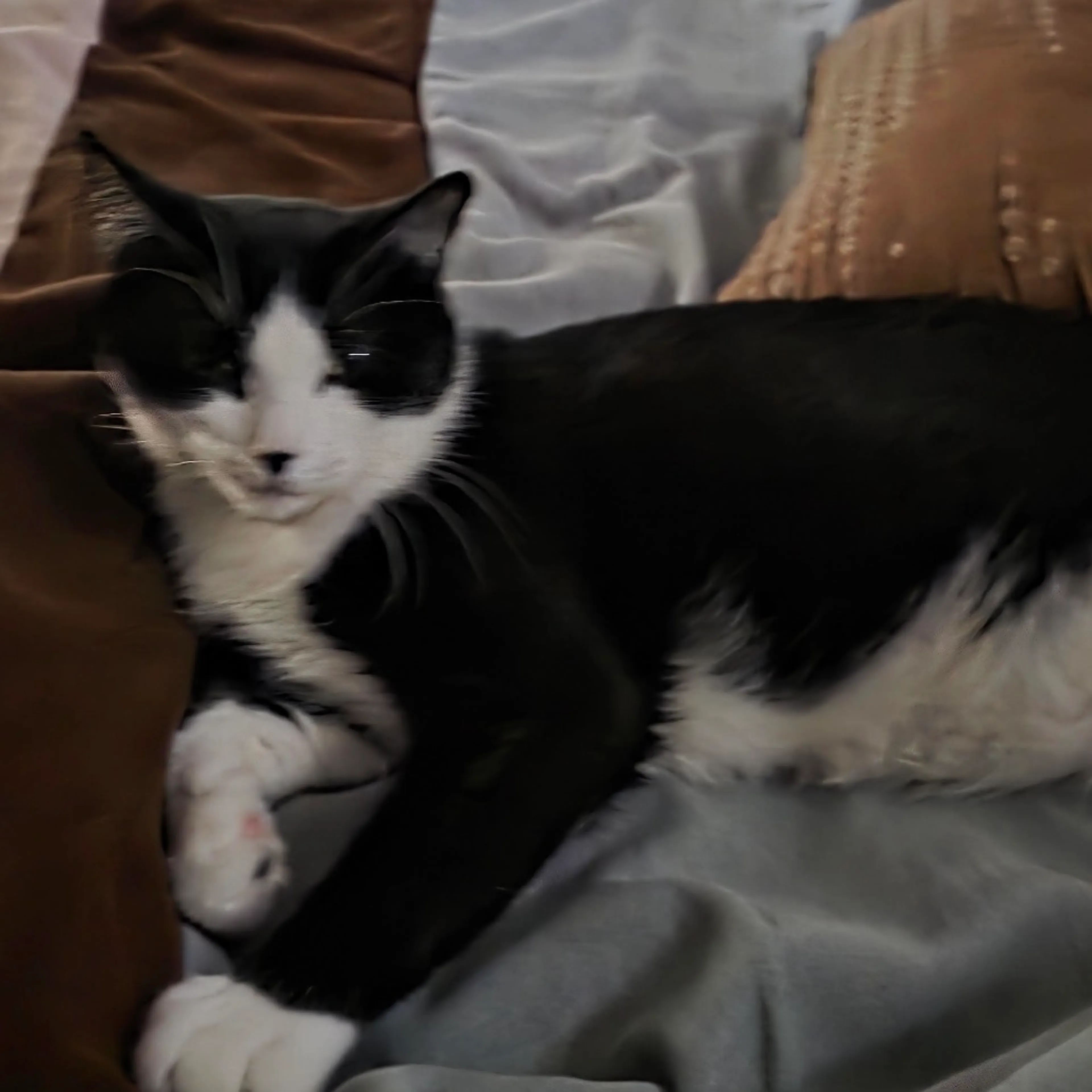 Found pet-3