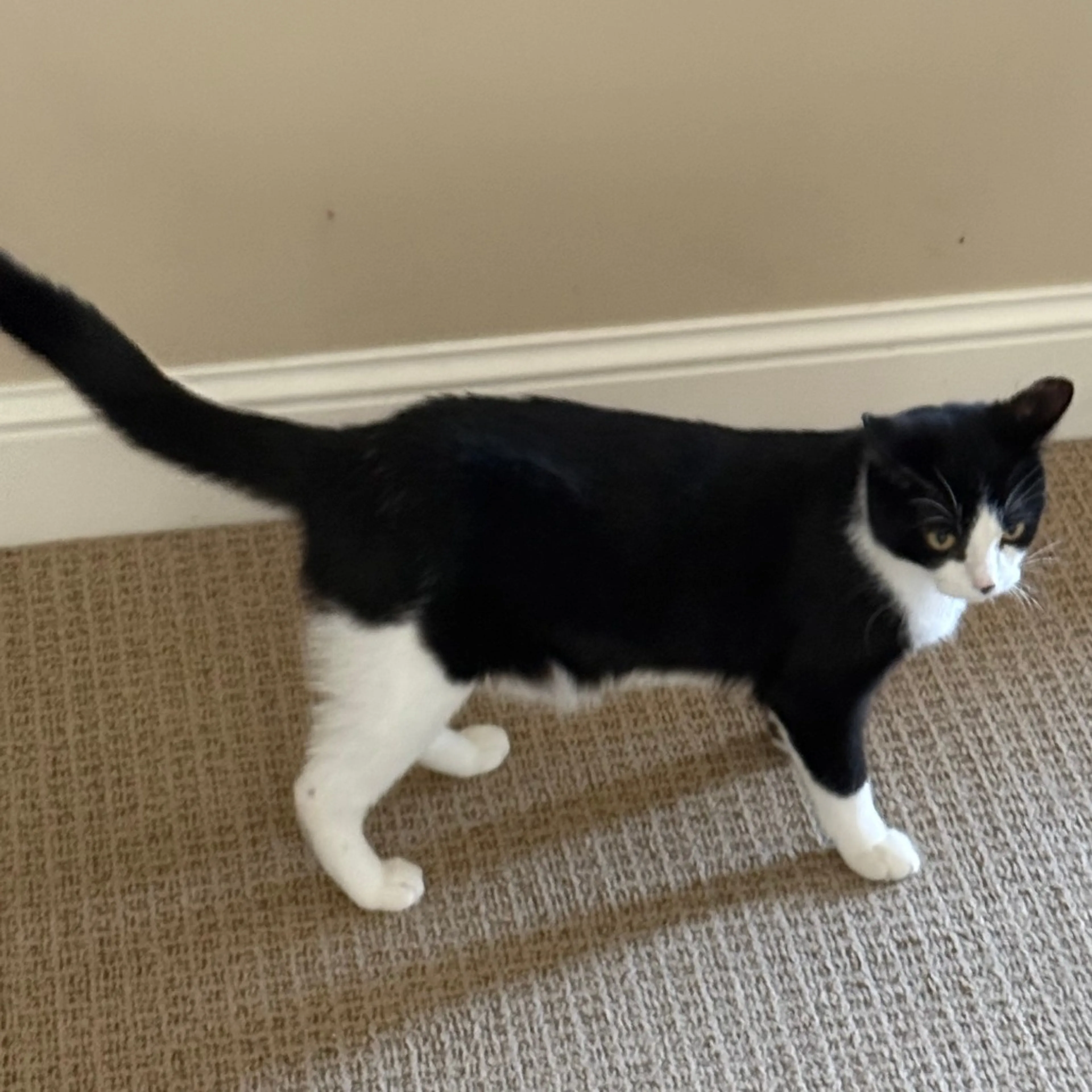 Found pet-5