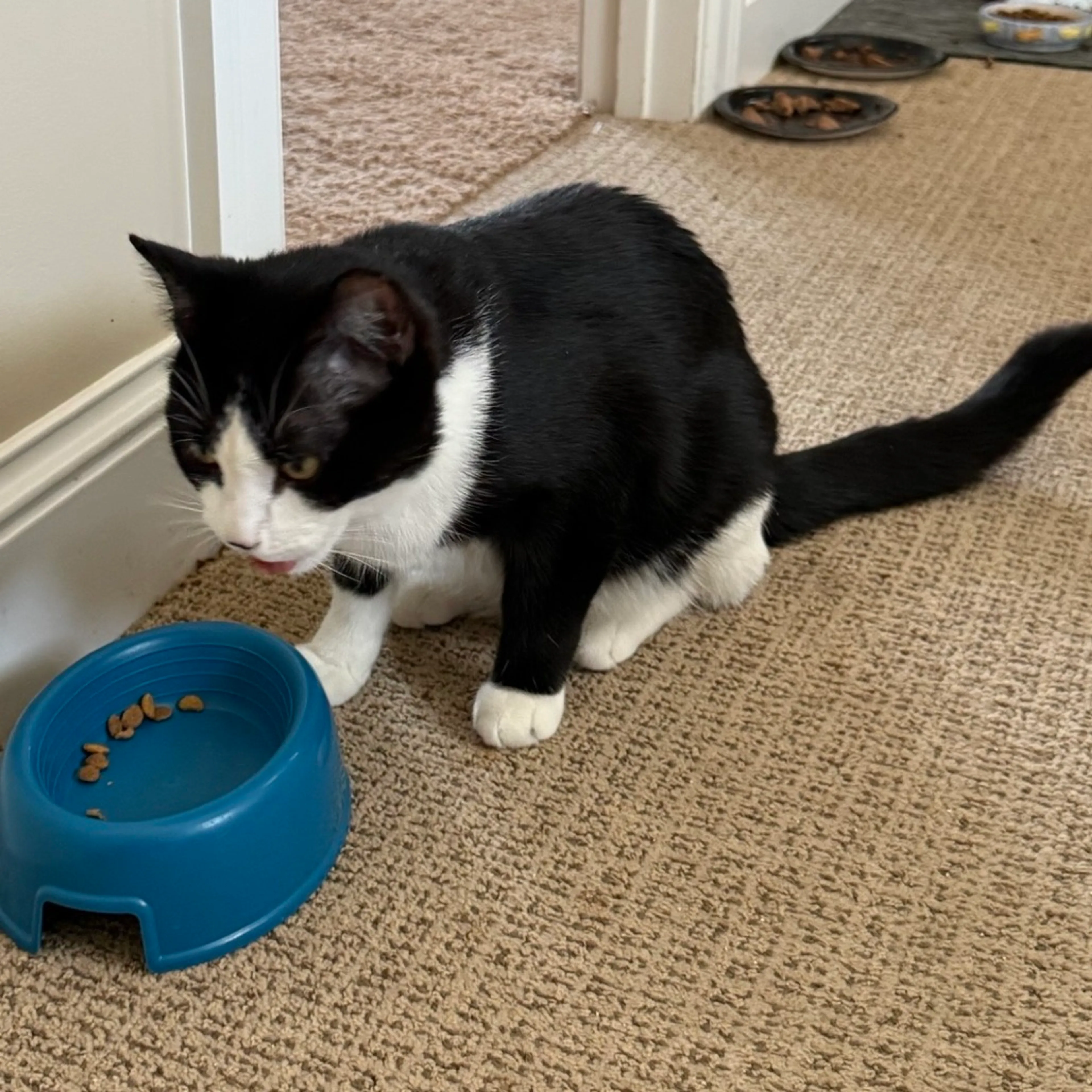 Found pet-4