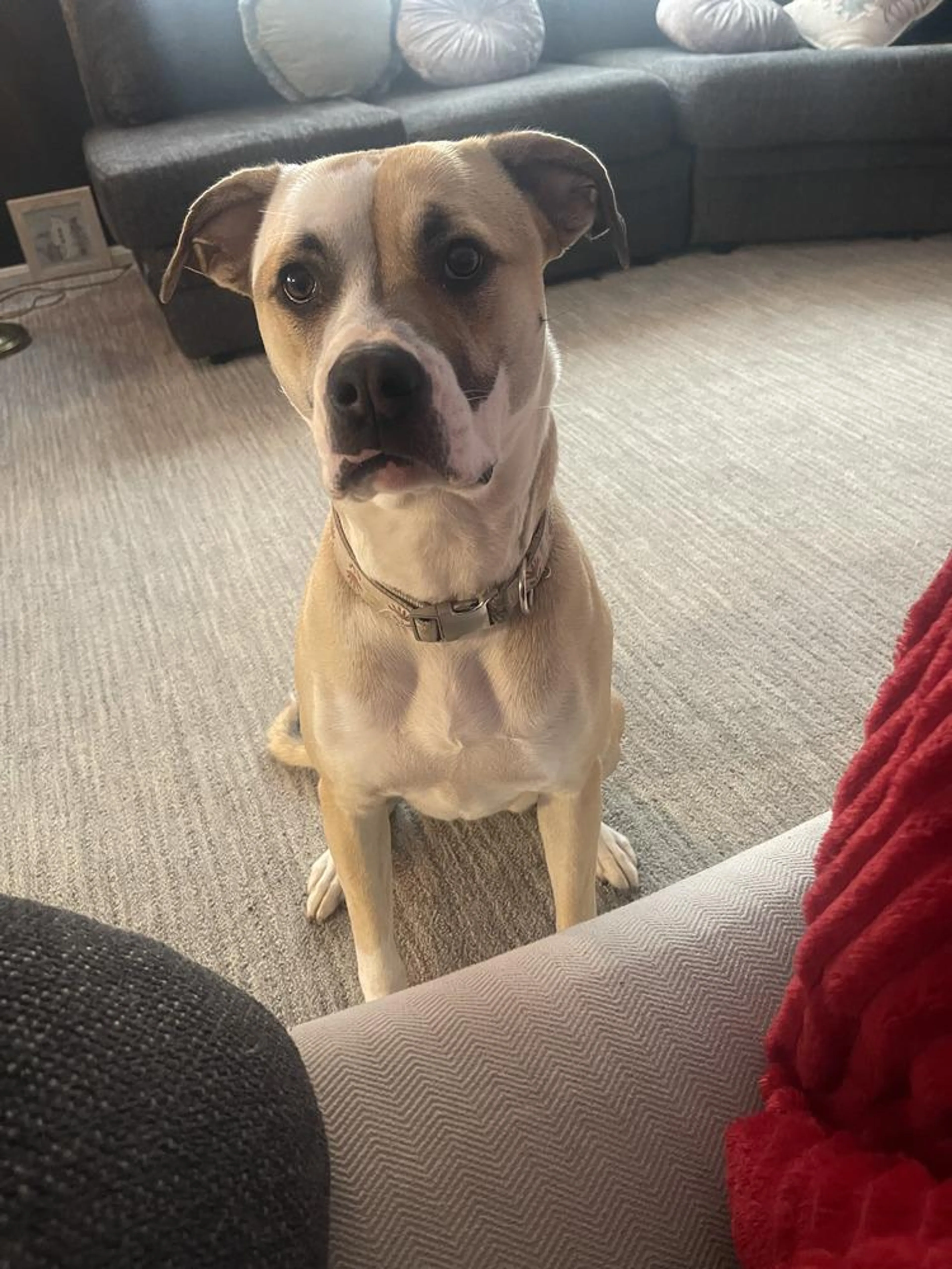 Found pet-3