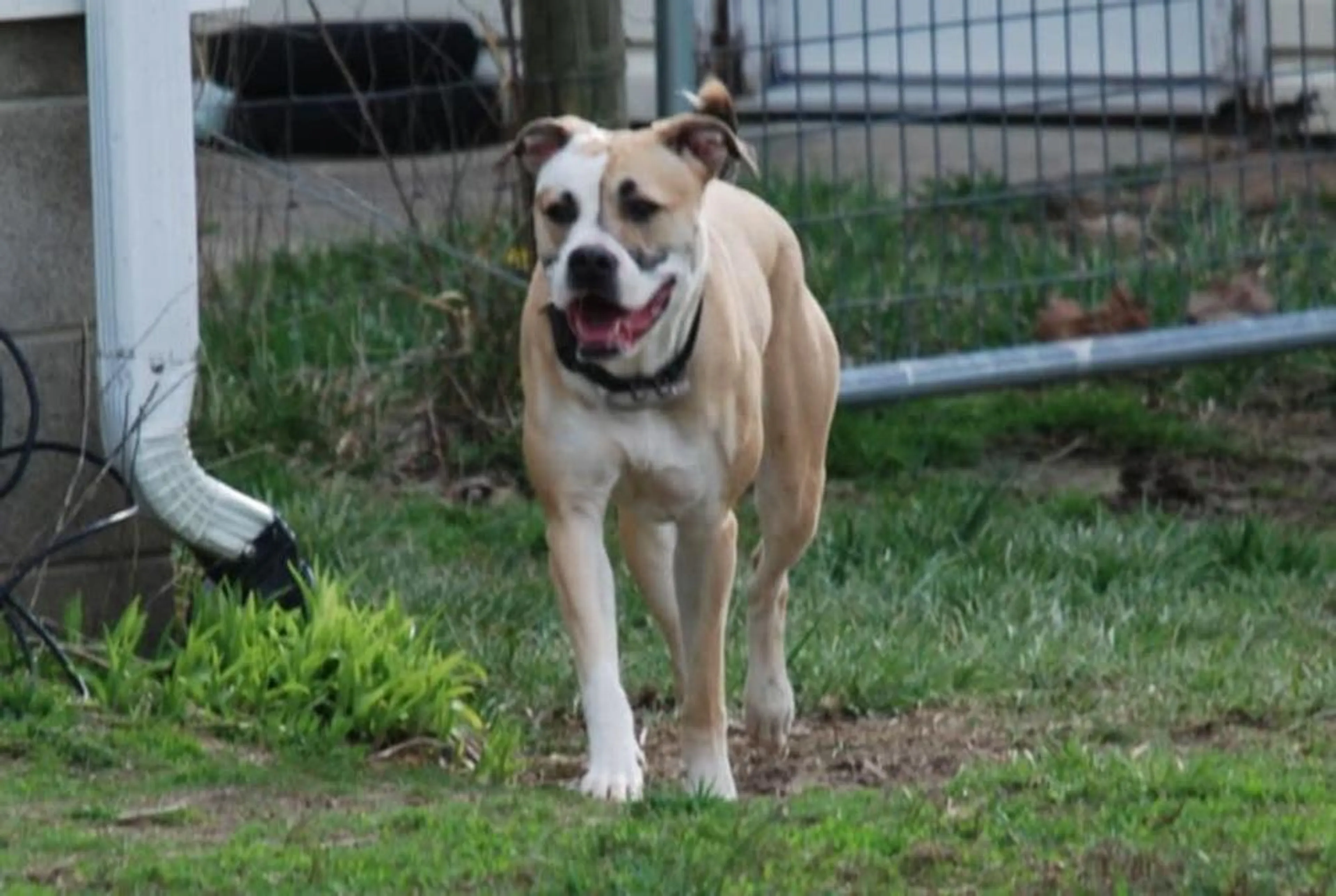 Found pet-1