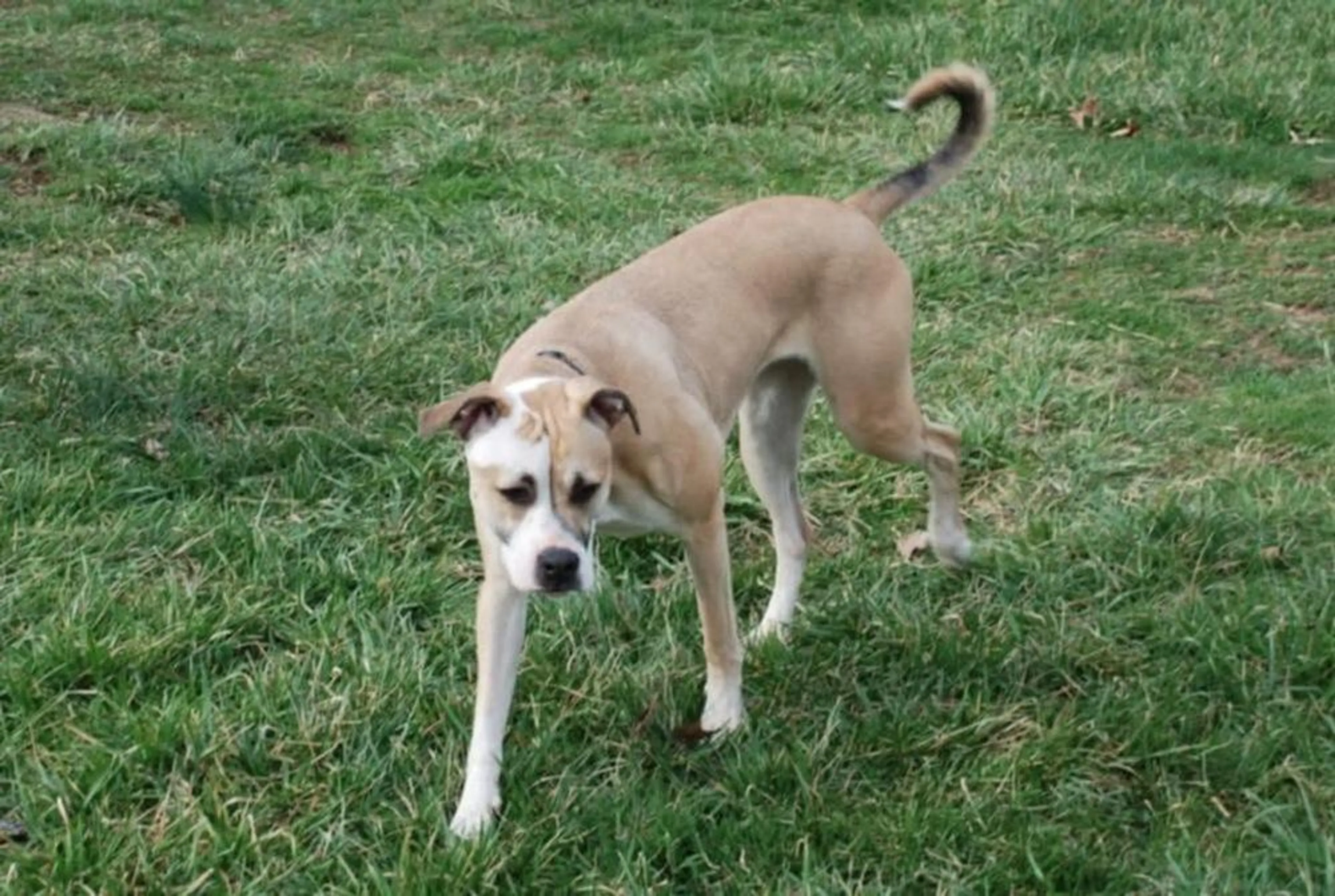Found pet-2