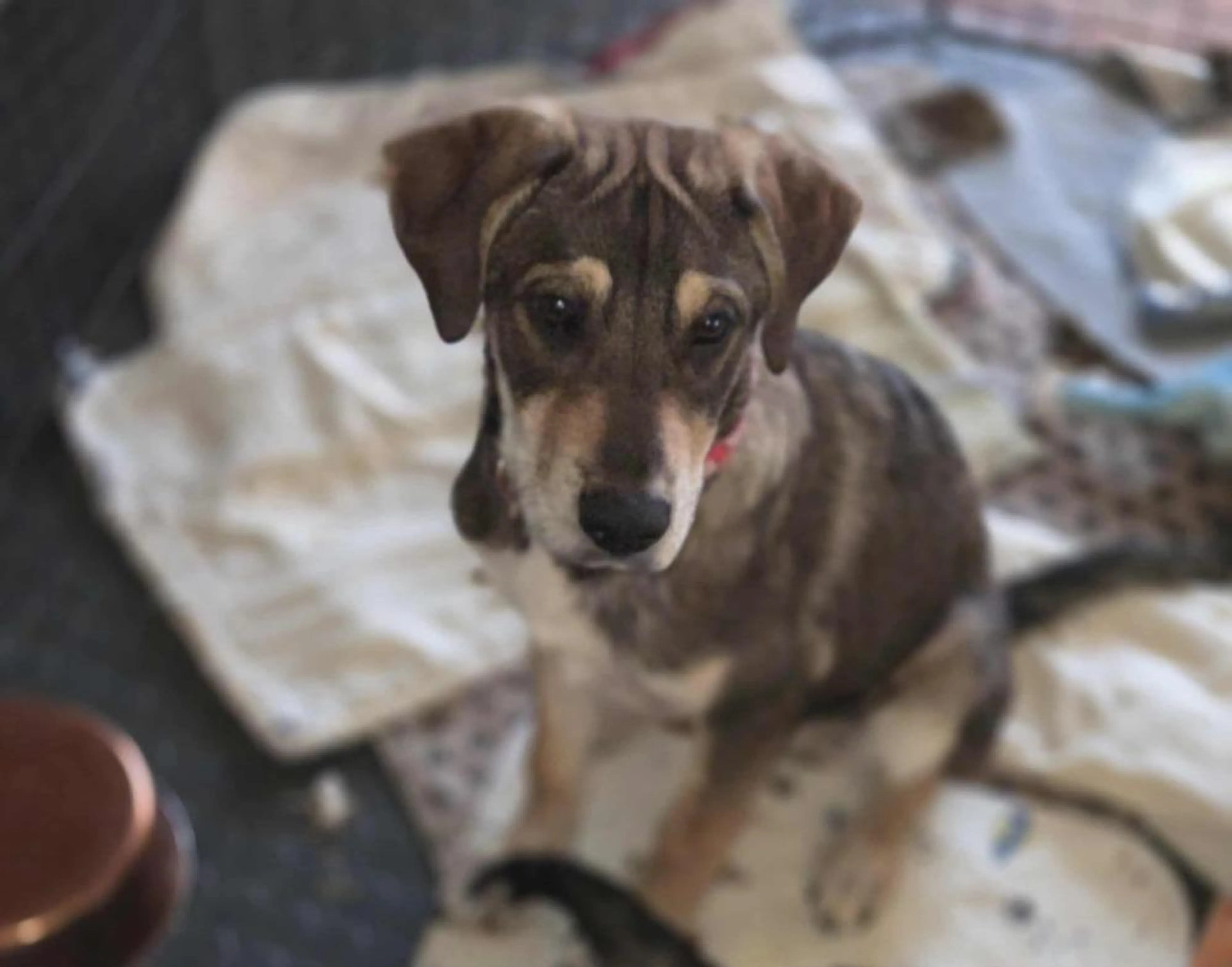 Found pet-2