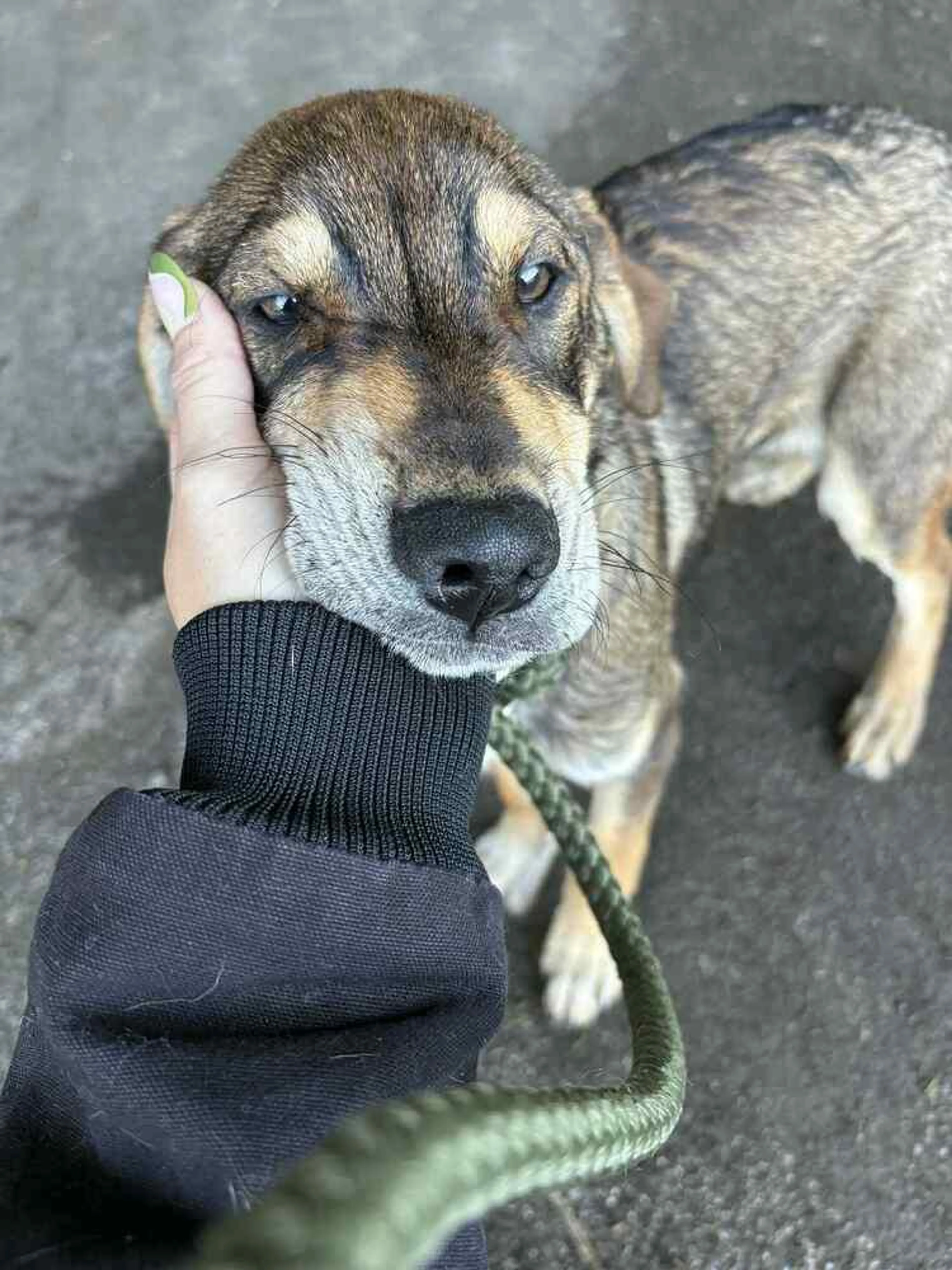 Found pet-1