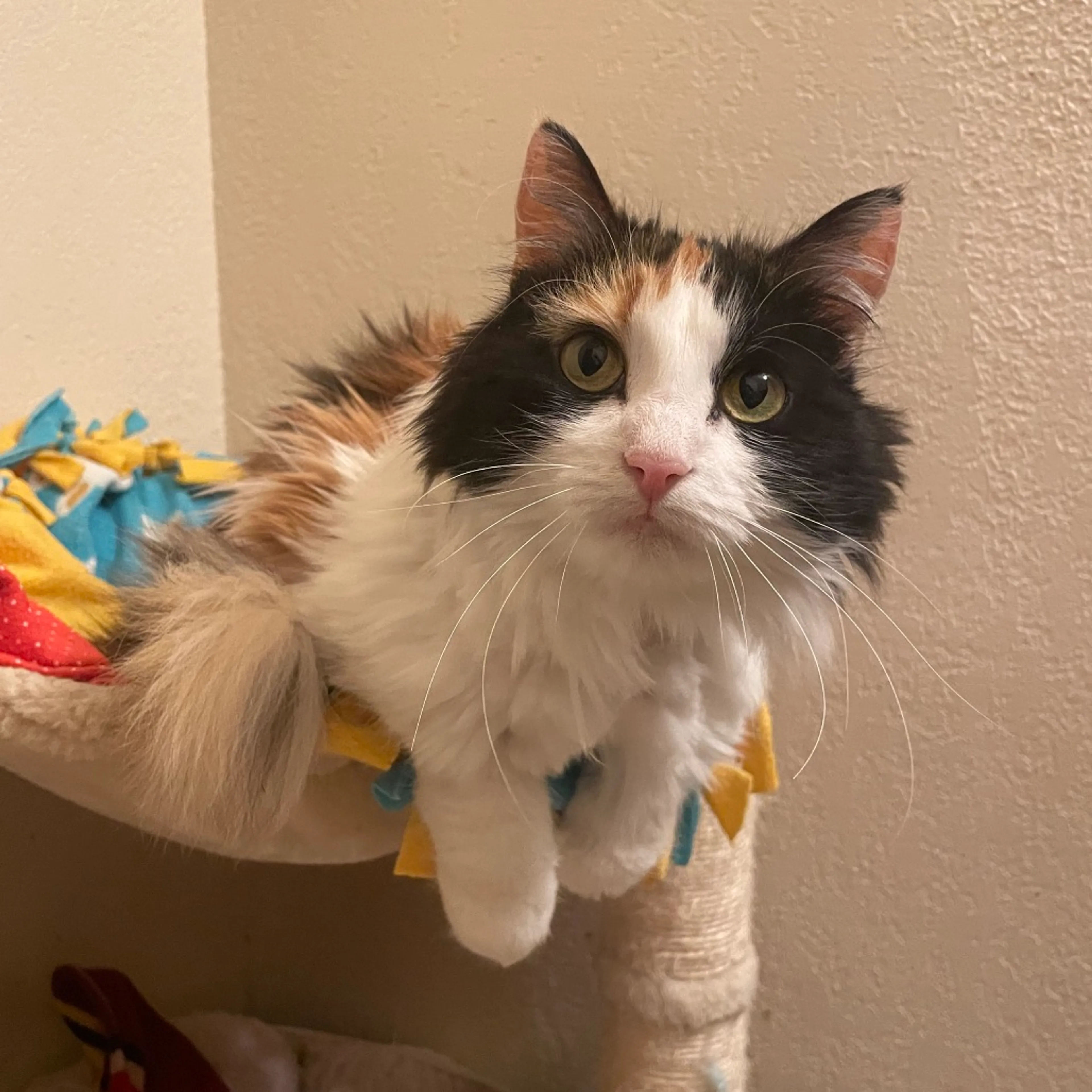 Found pet-3