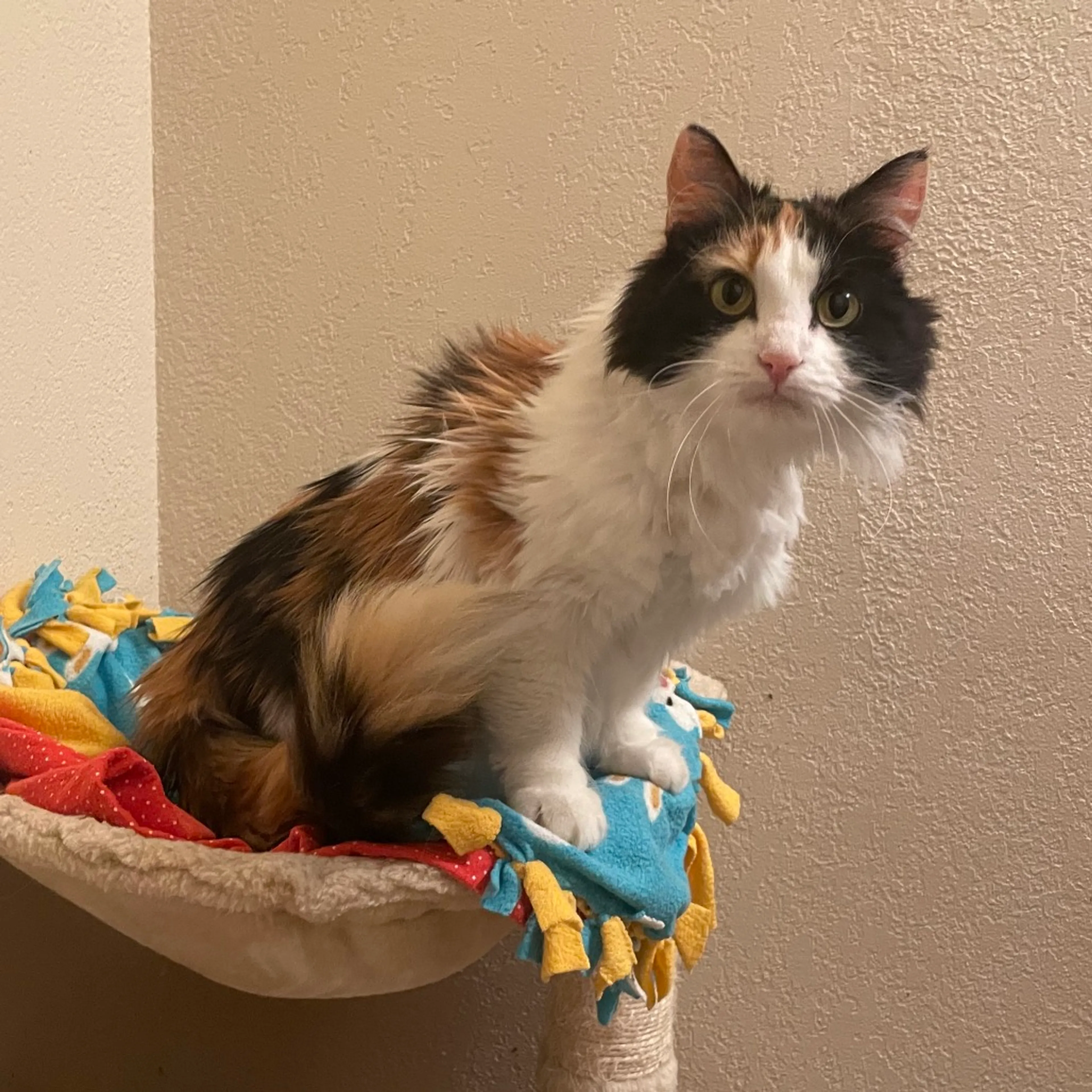Found pet-2