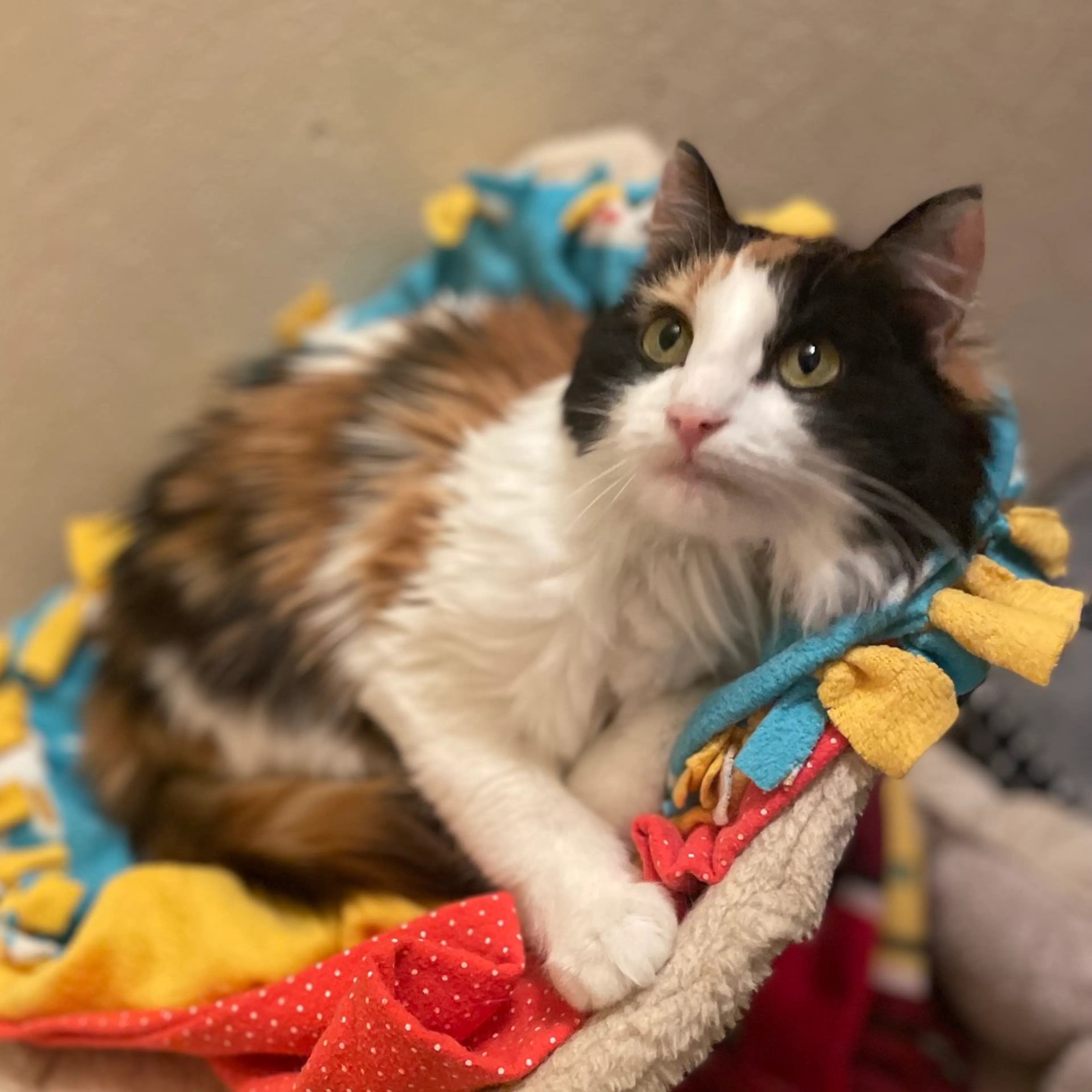 Found pet-6