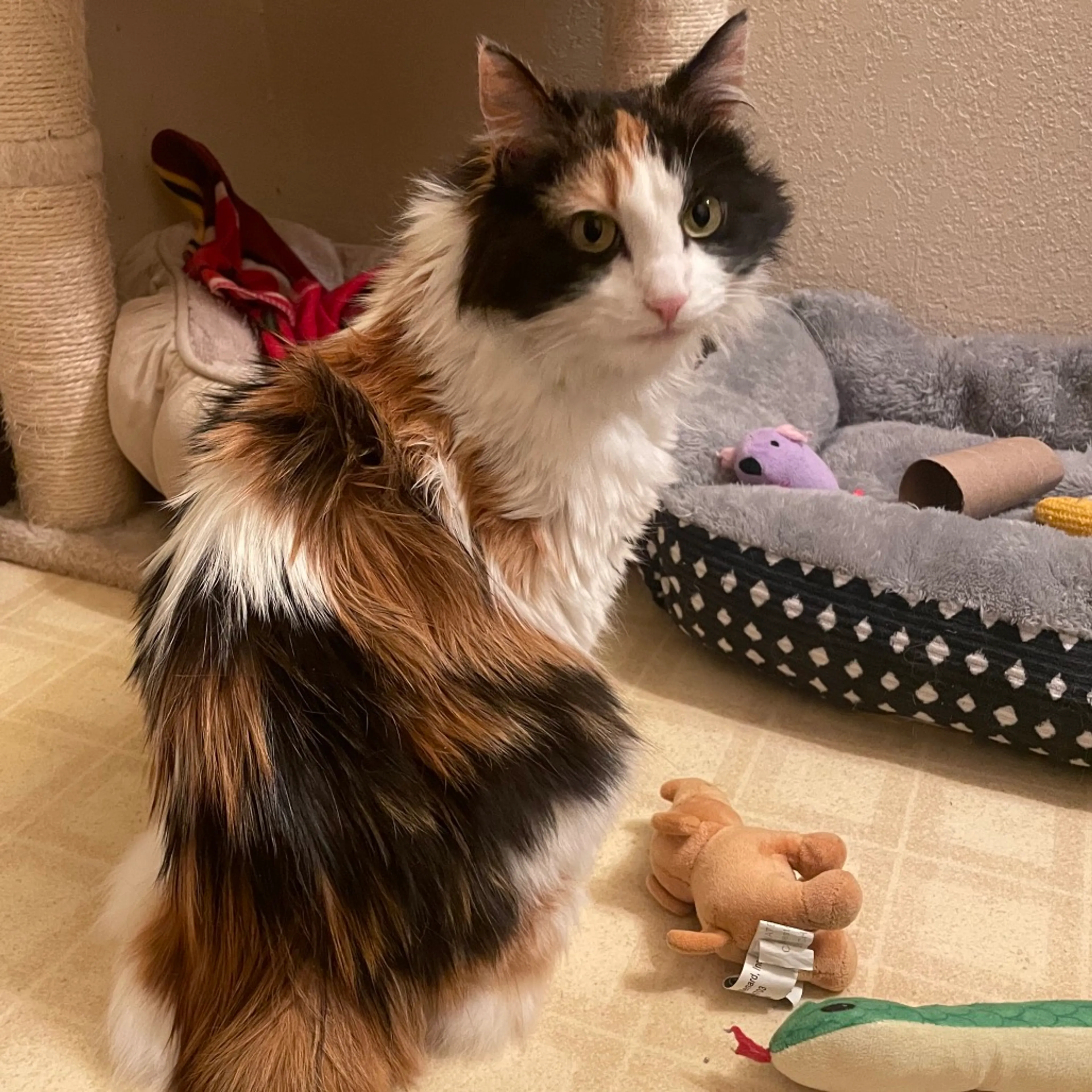 Found pet-0