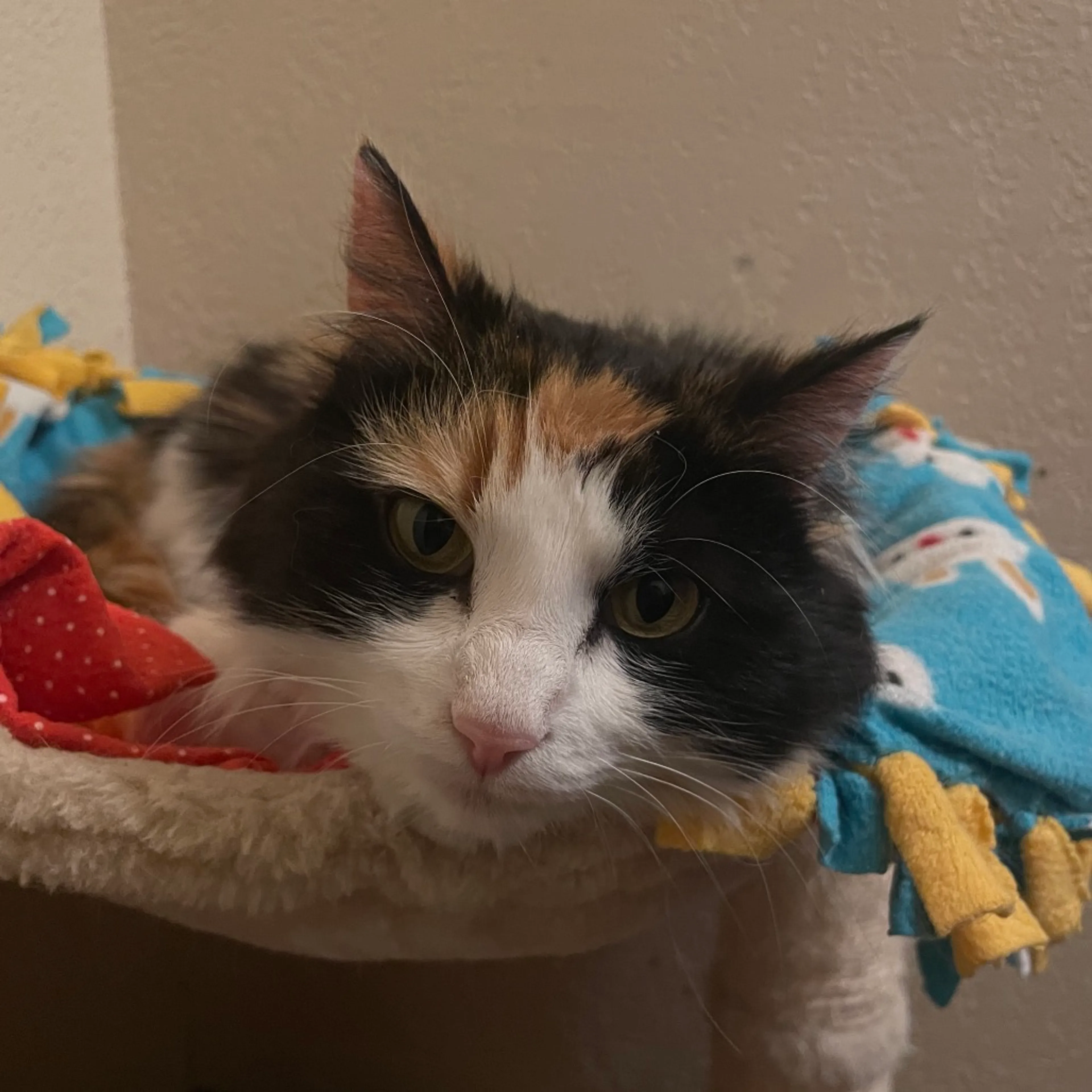 Found pet-5