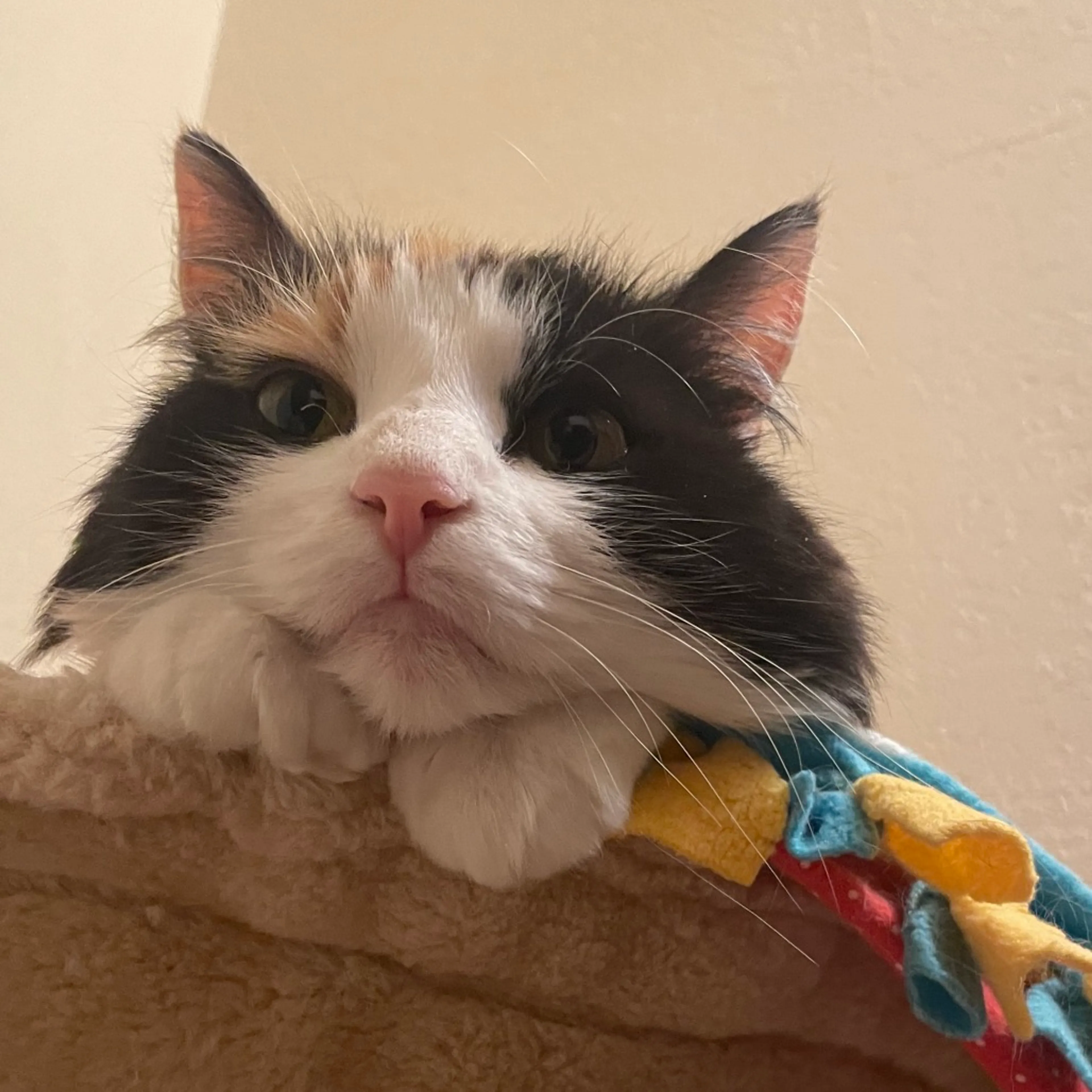 Found pet-4