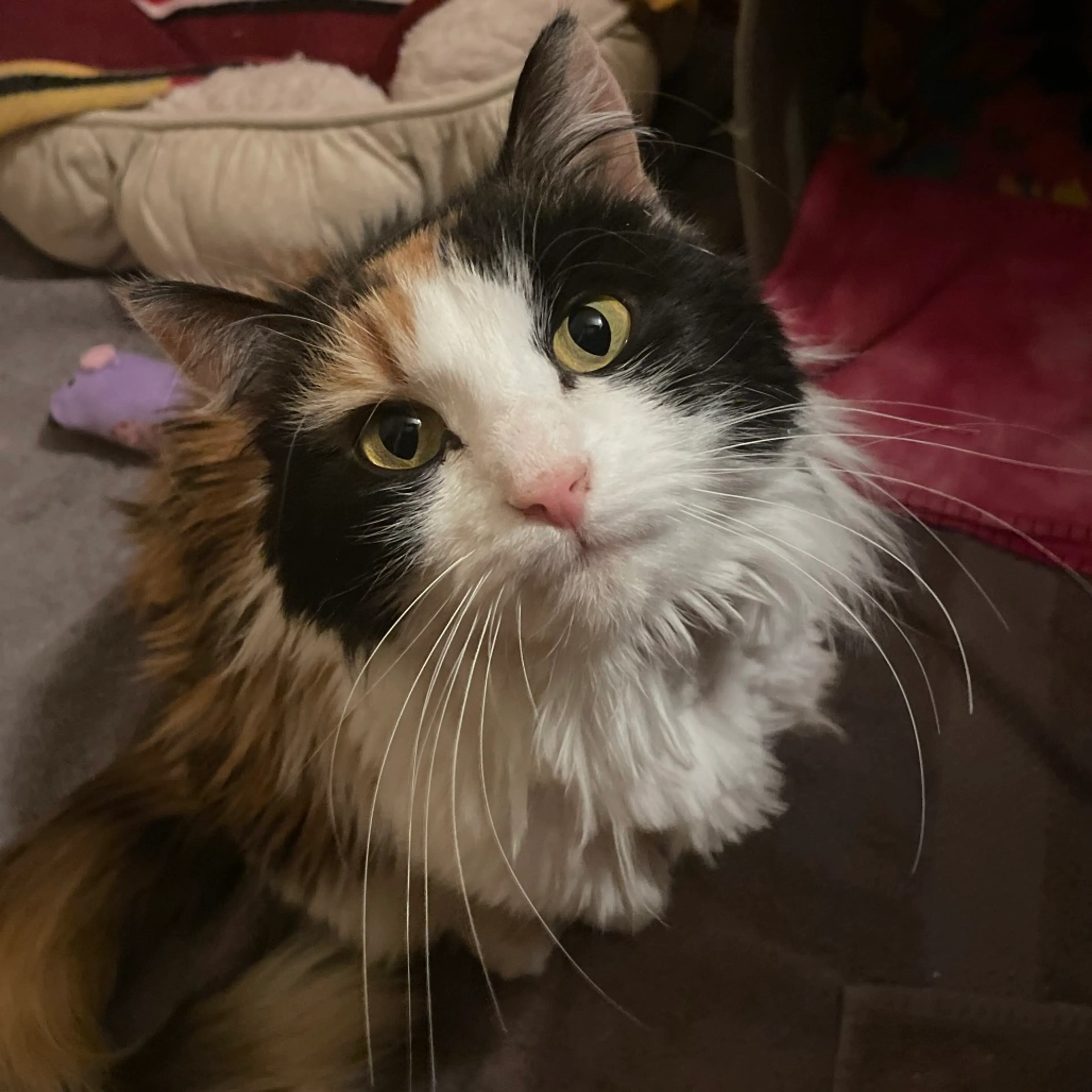 Found pet-1
