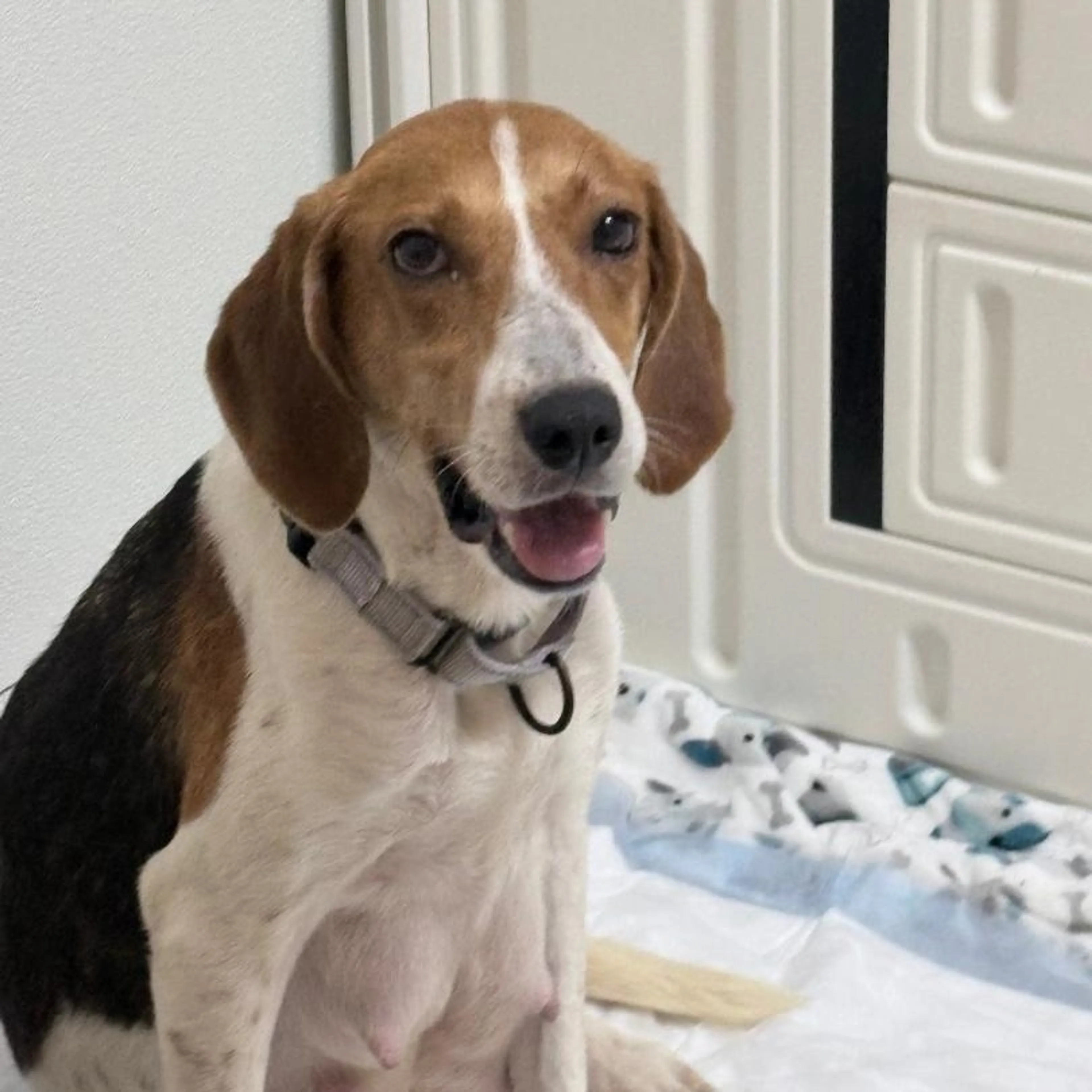Found pet-1