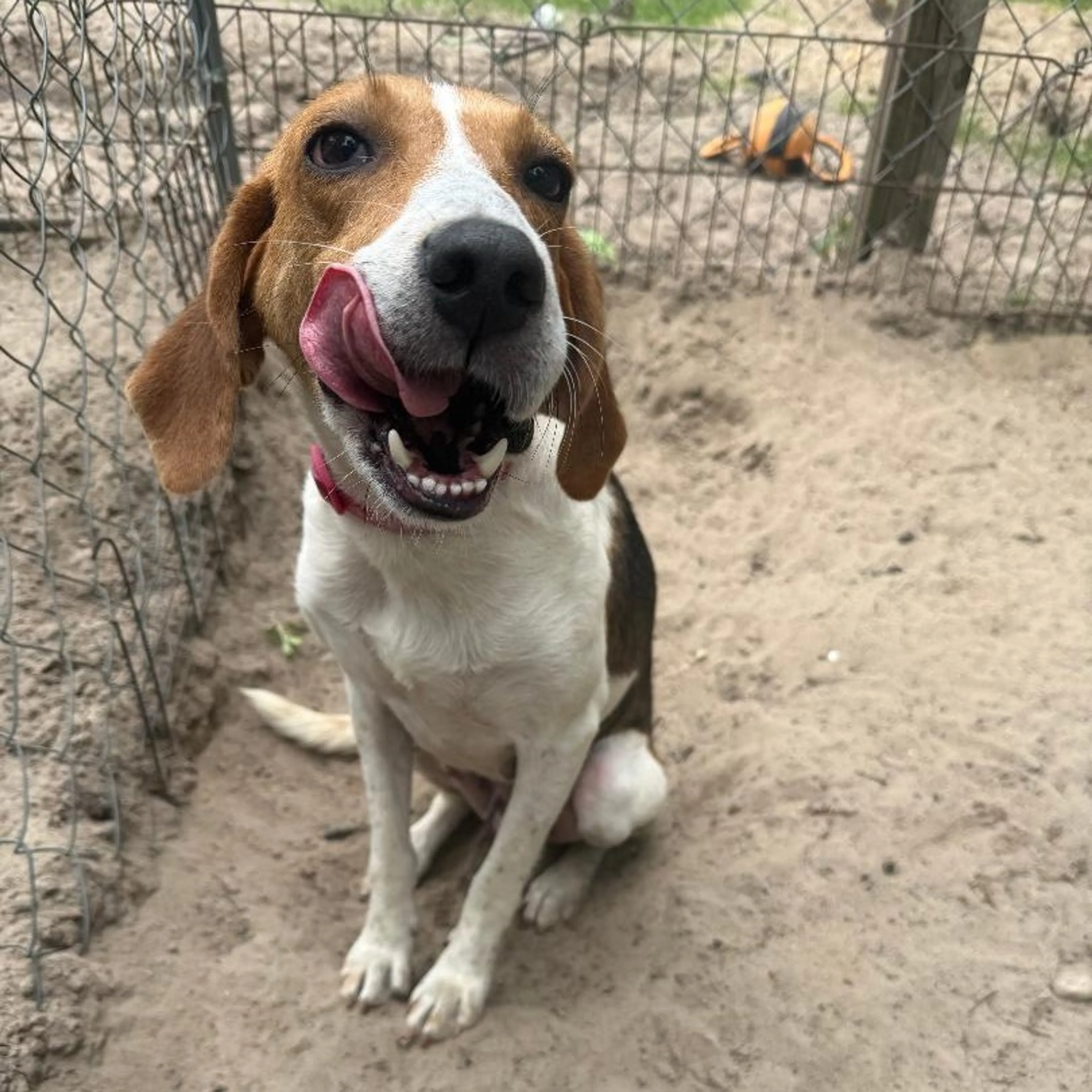 Found pet-2