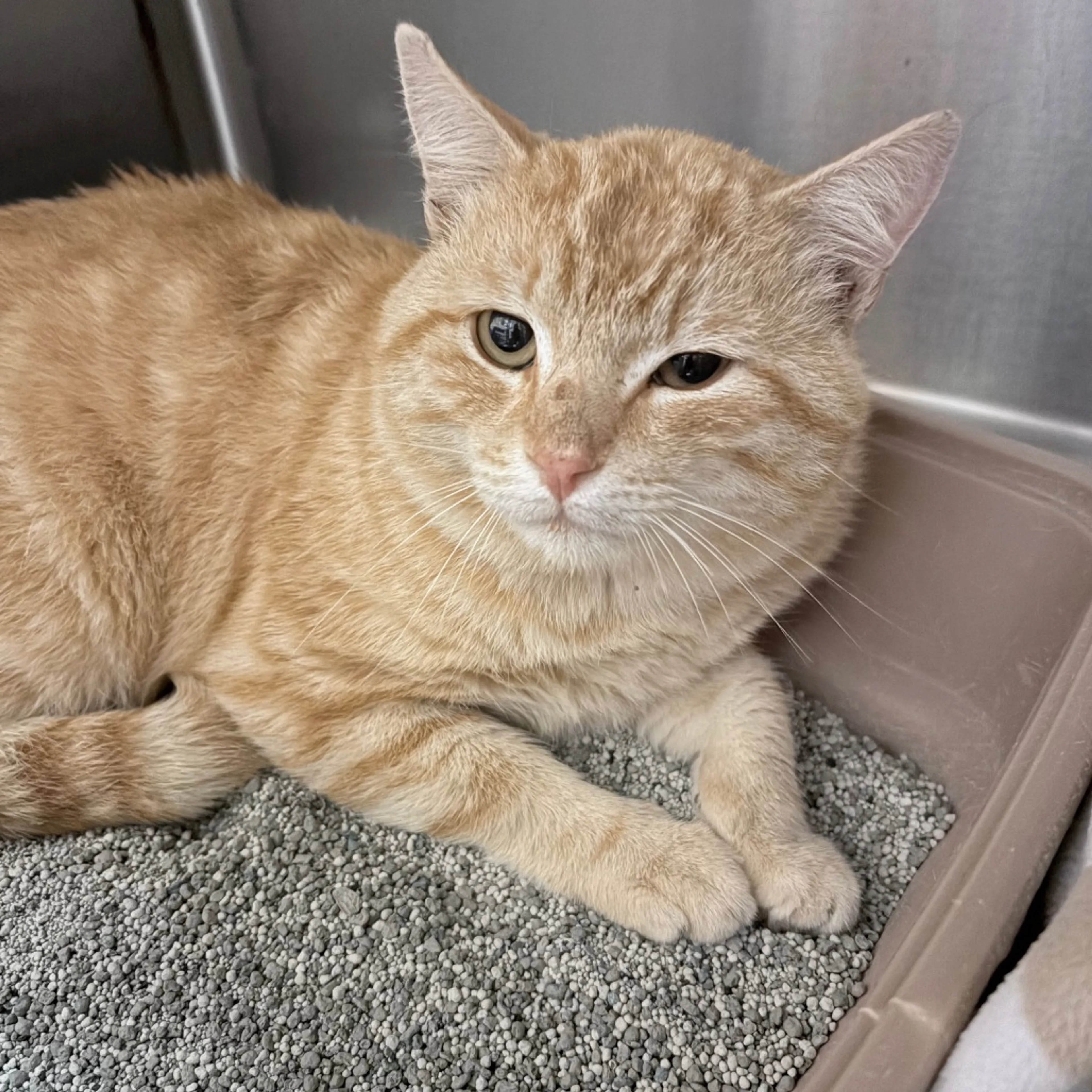 Found pet-1