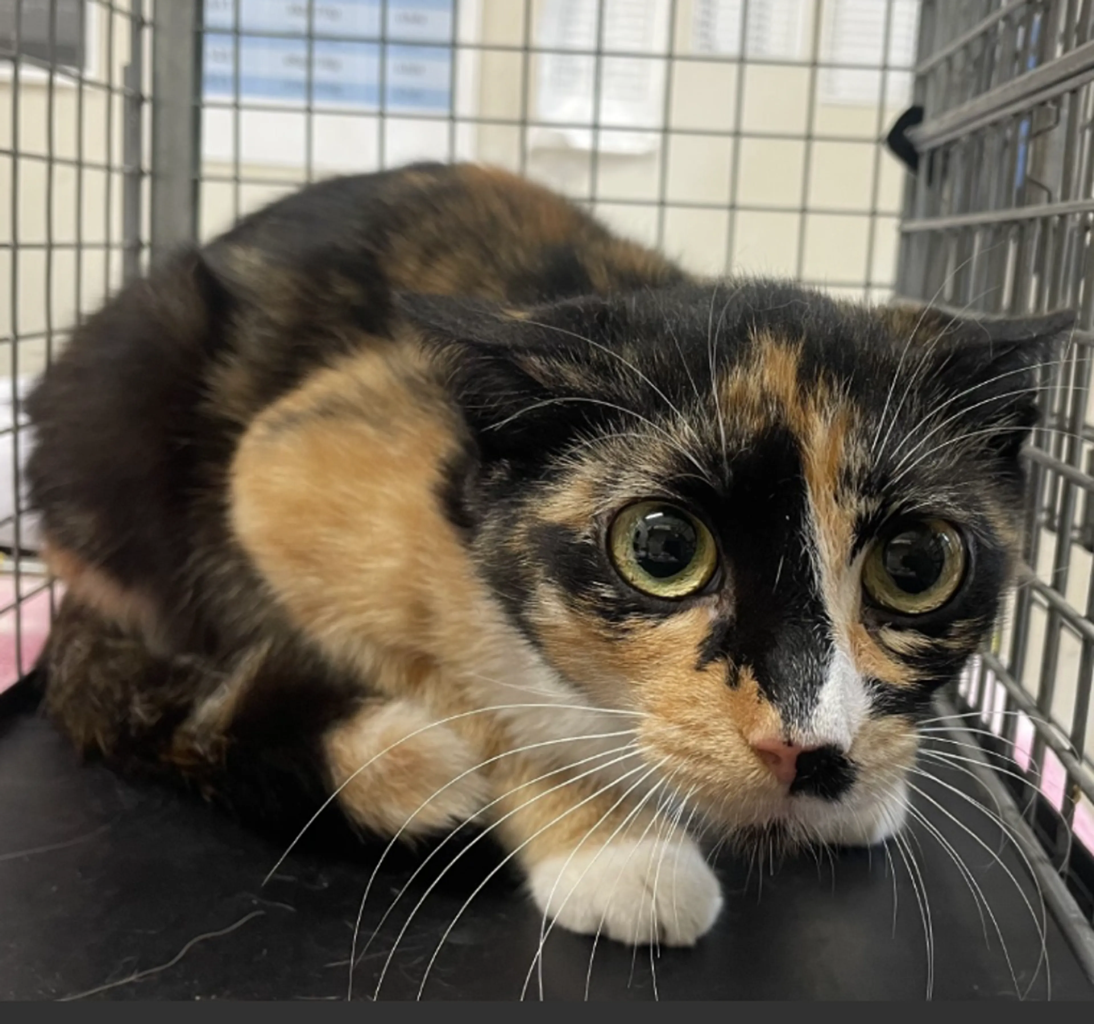 Found pet