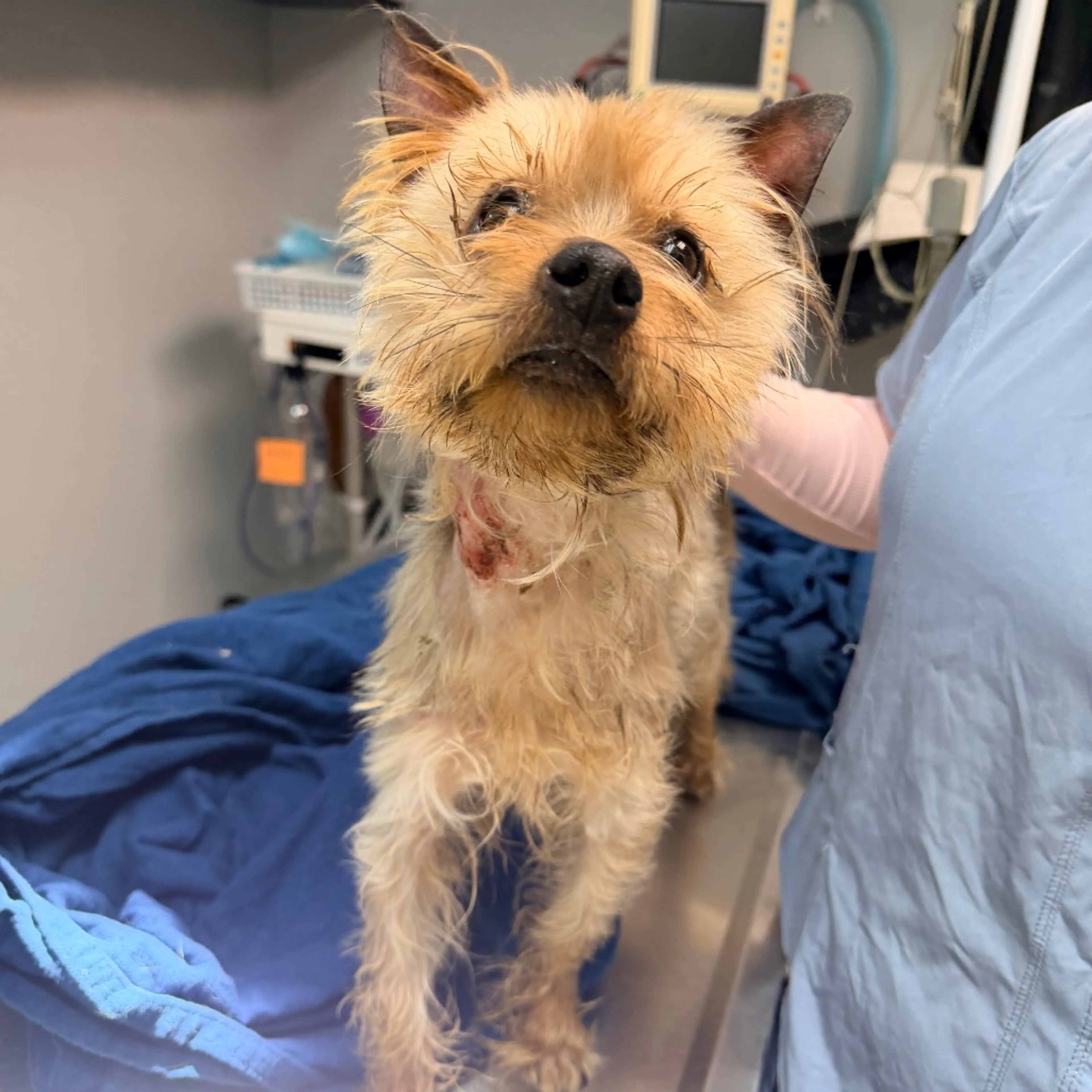 Found pet