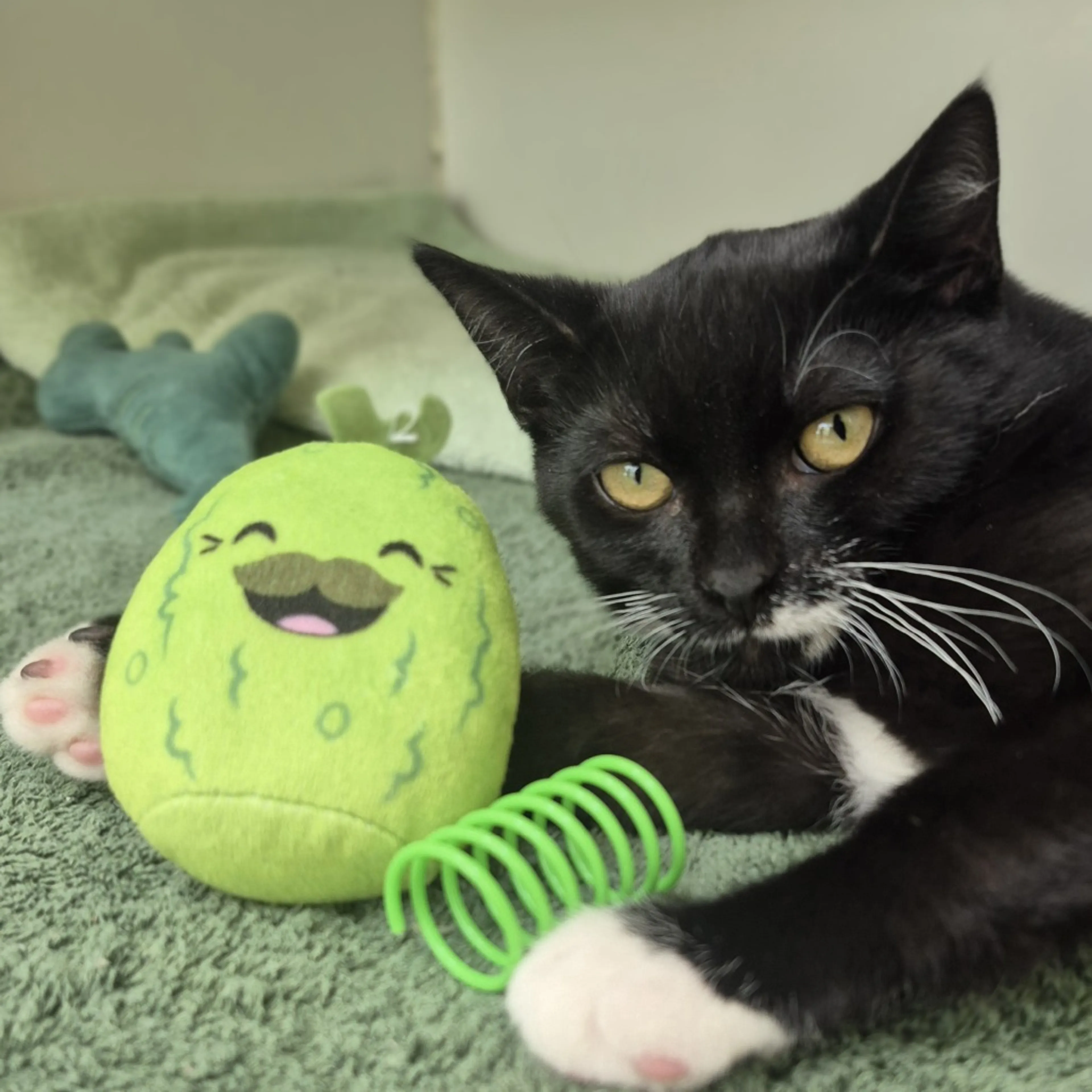 Found pet-1