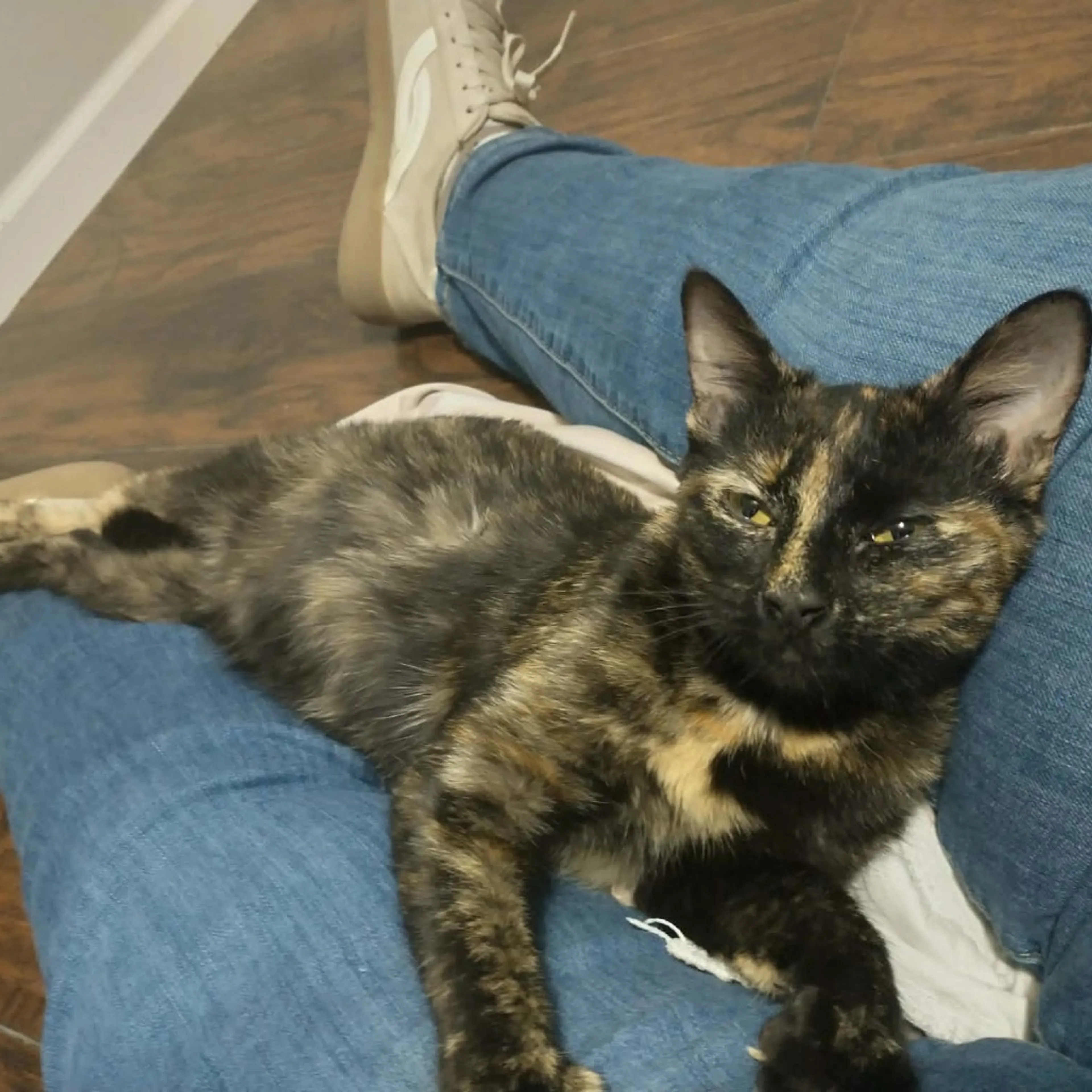 Found pet