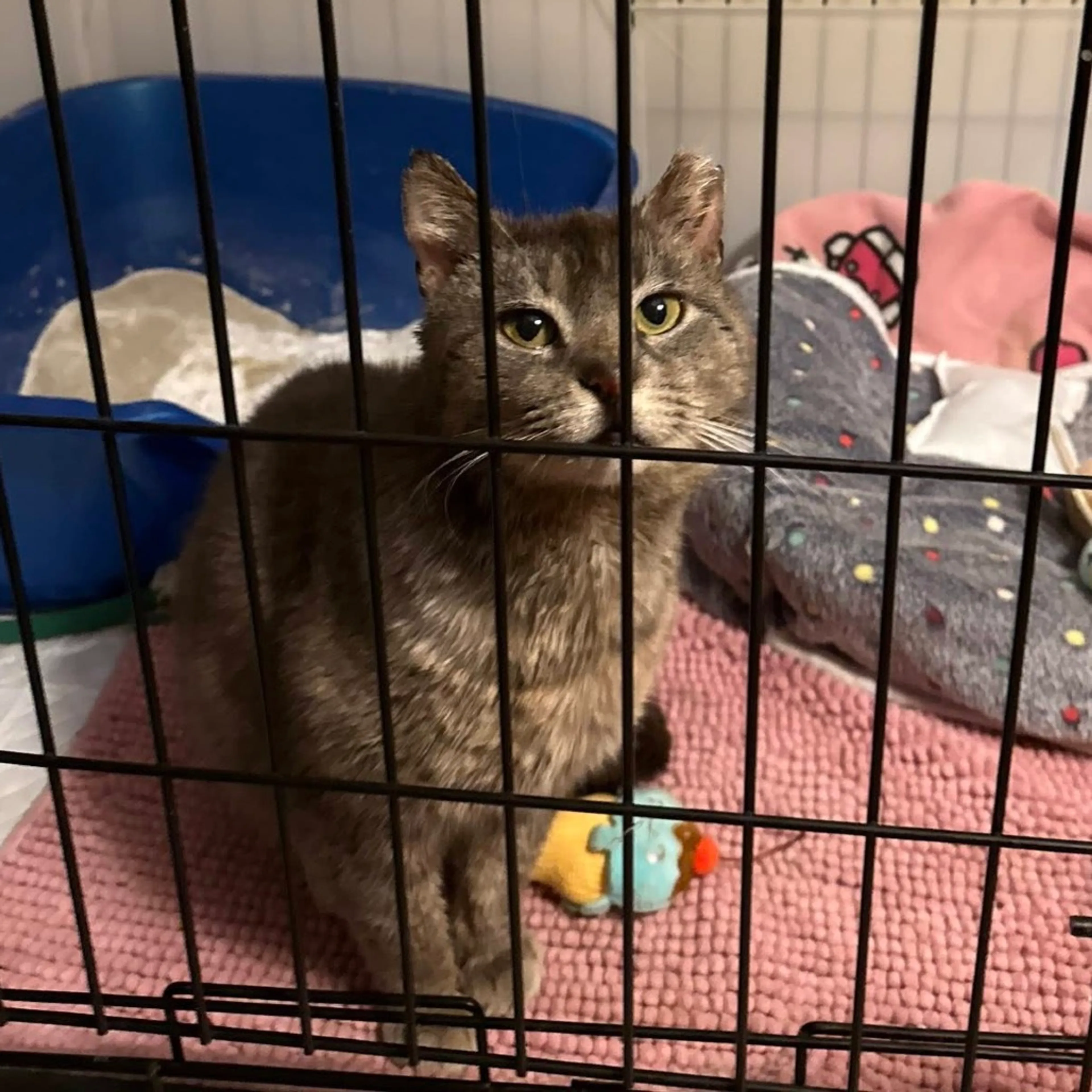 Found pet-1
