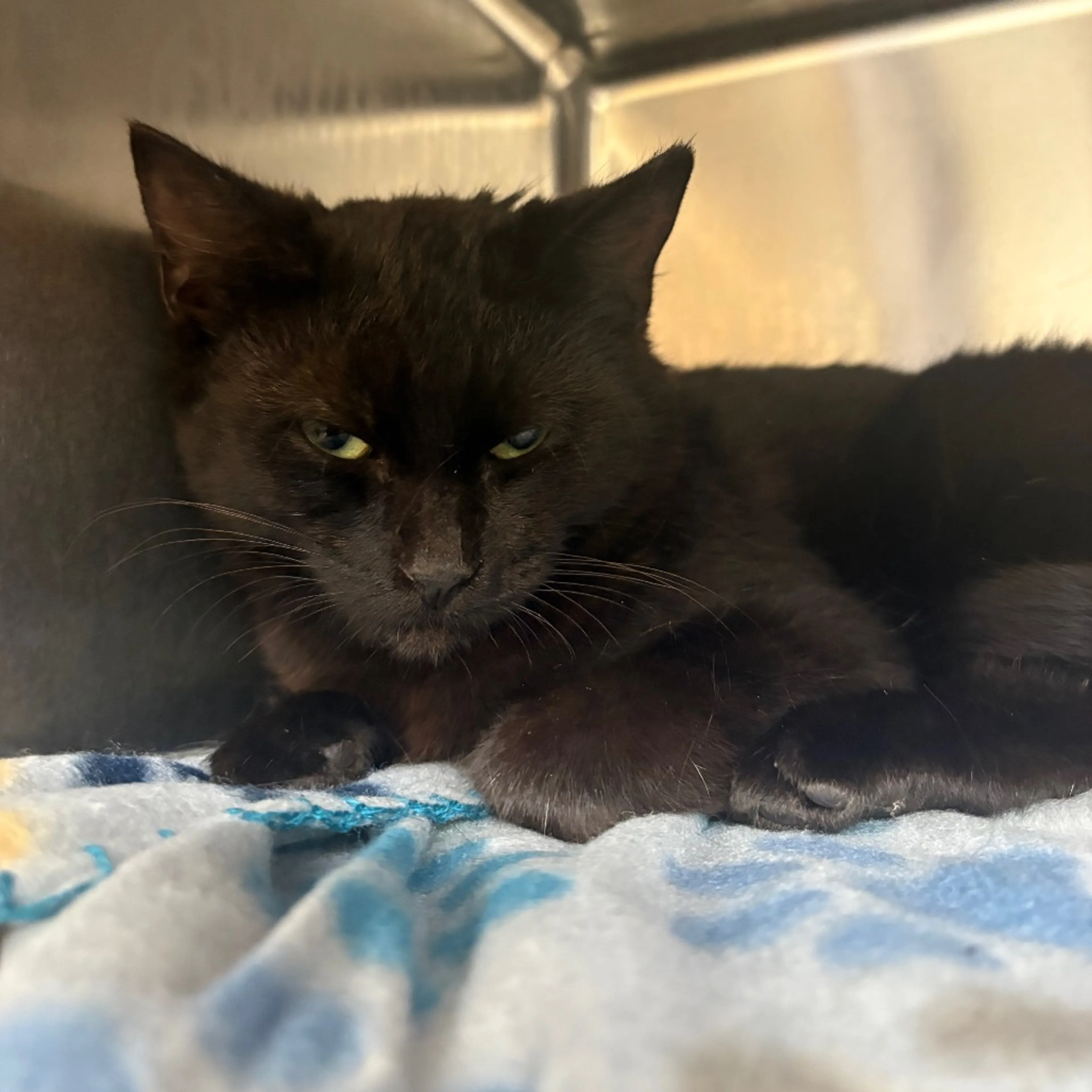 Found pet-1