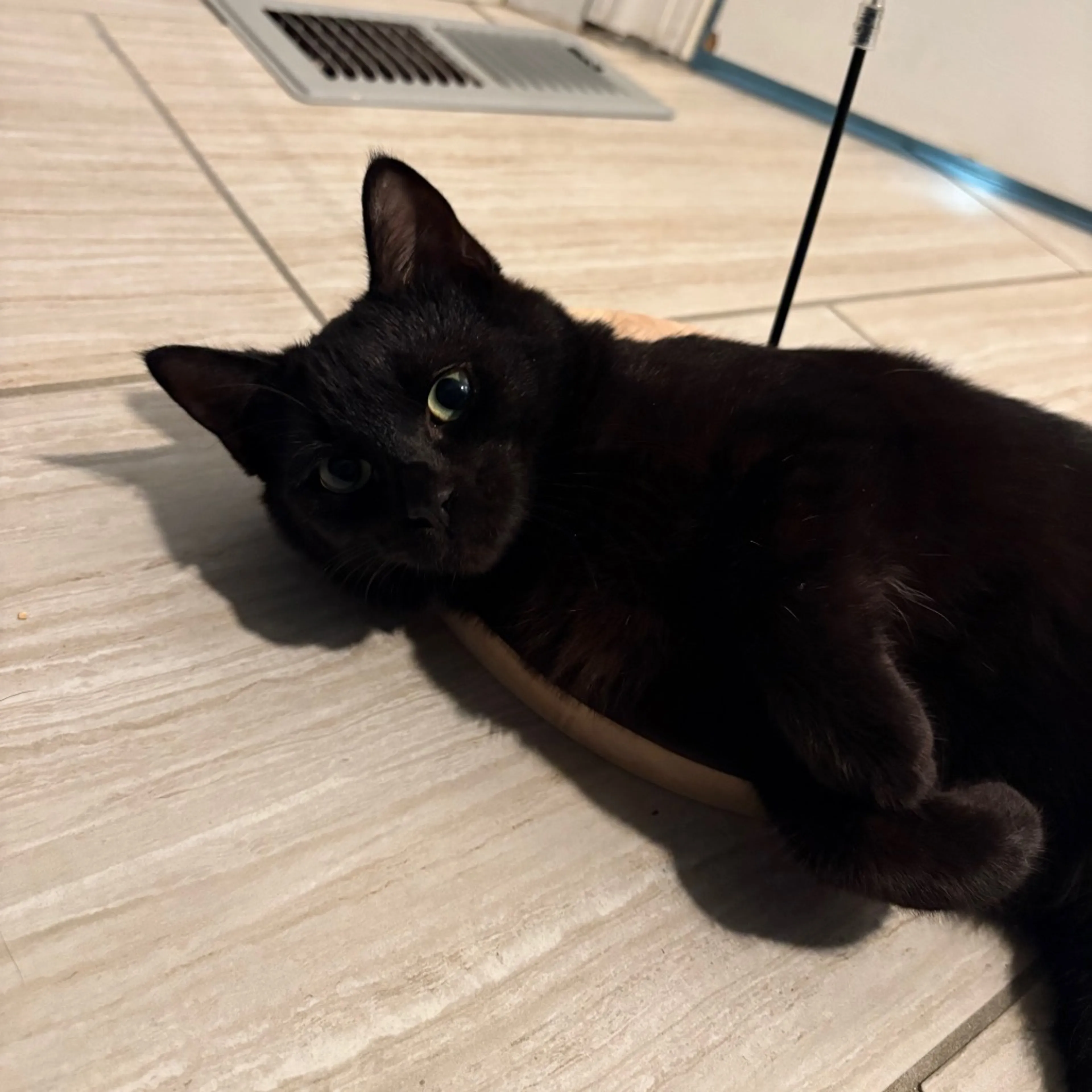 Found pet-0