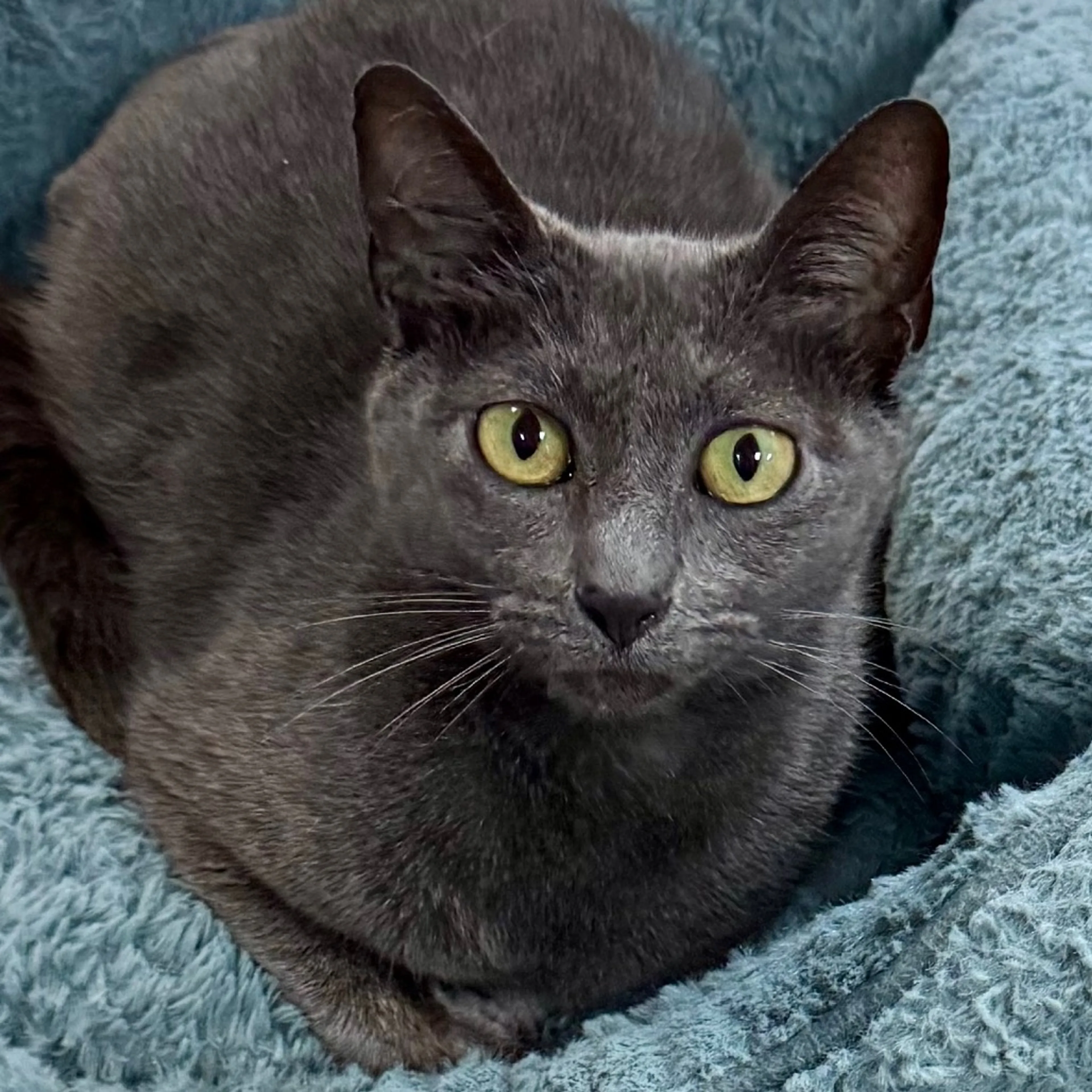 Found pet-1