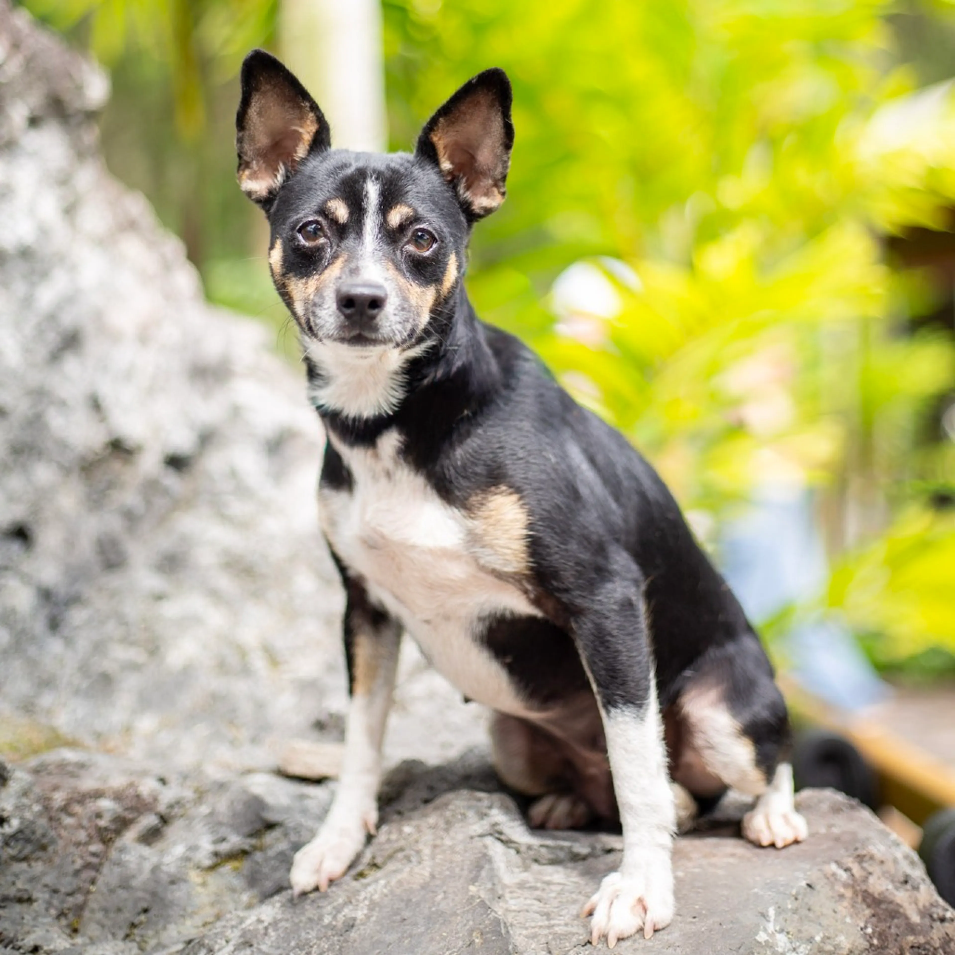 Found pet-2